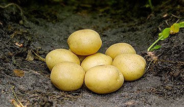 Kartoffel, Maya - 1,5 kg