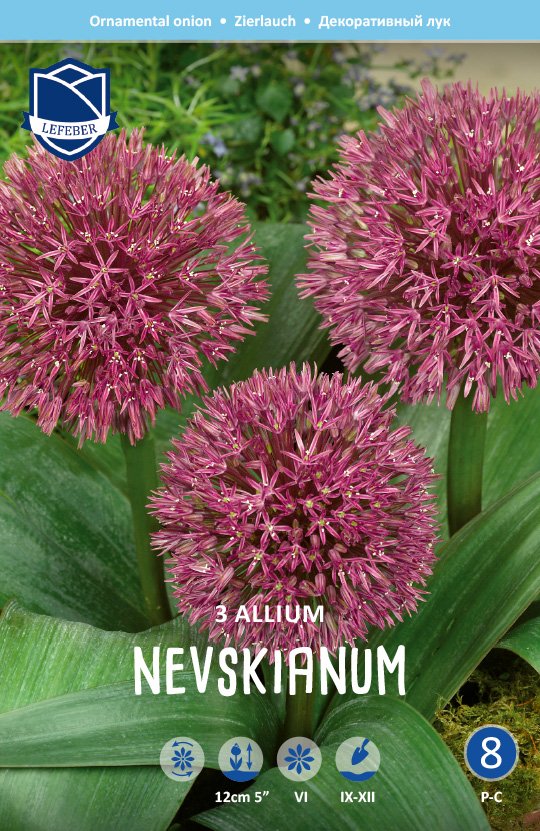 Allium 'Nevskianum'