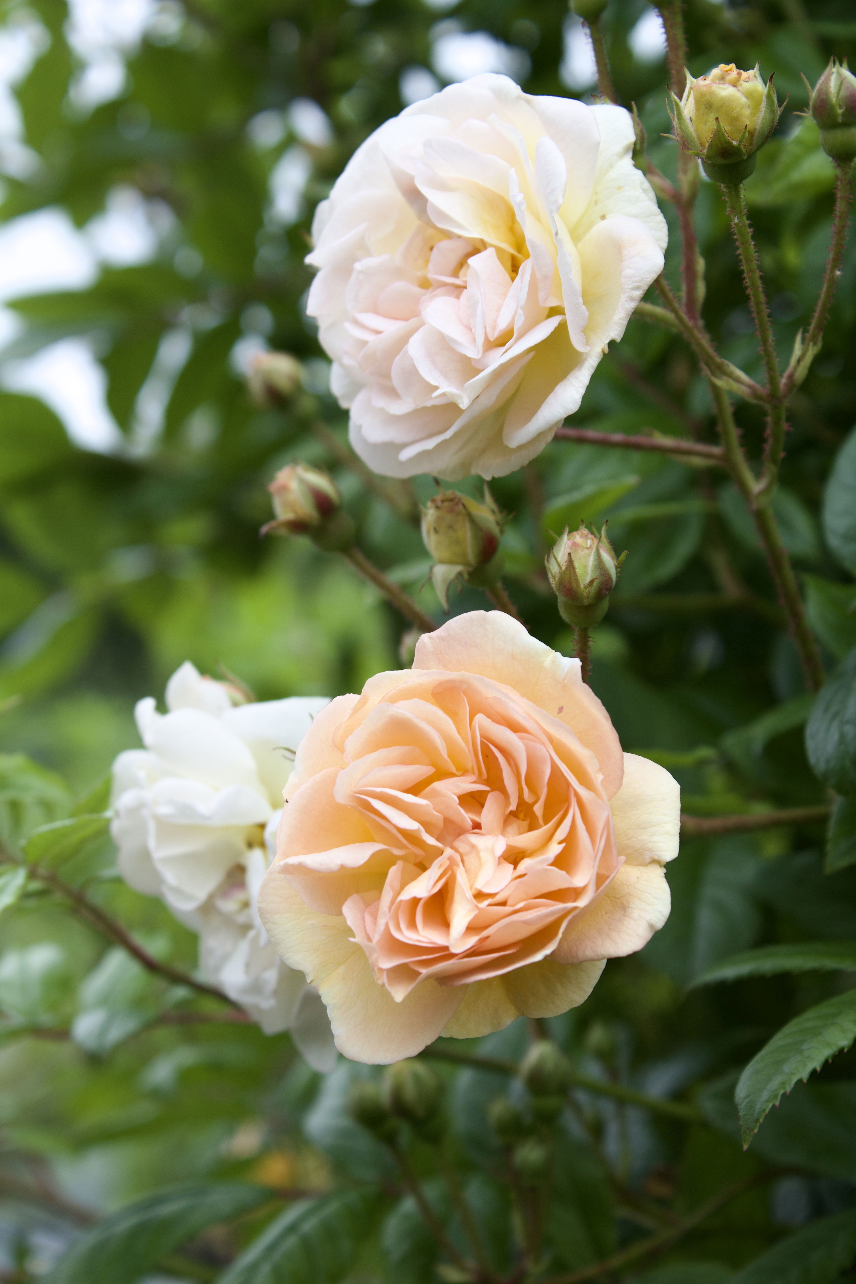 Rosa Ghislaine de Feligonde