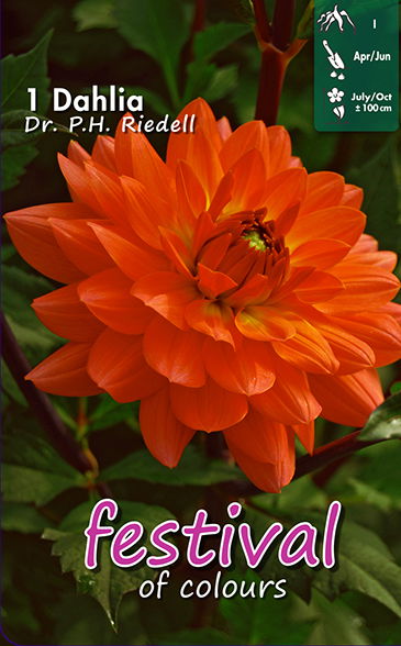 Dahlia Dr PH Riedell