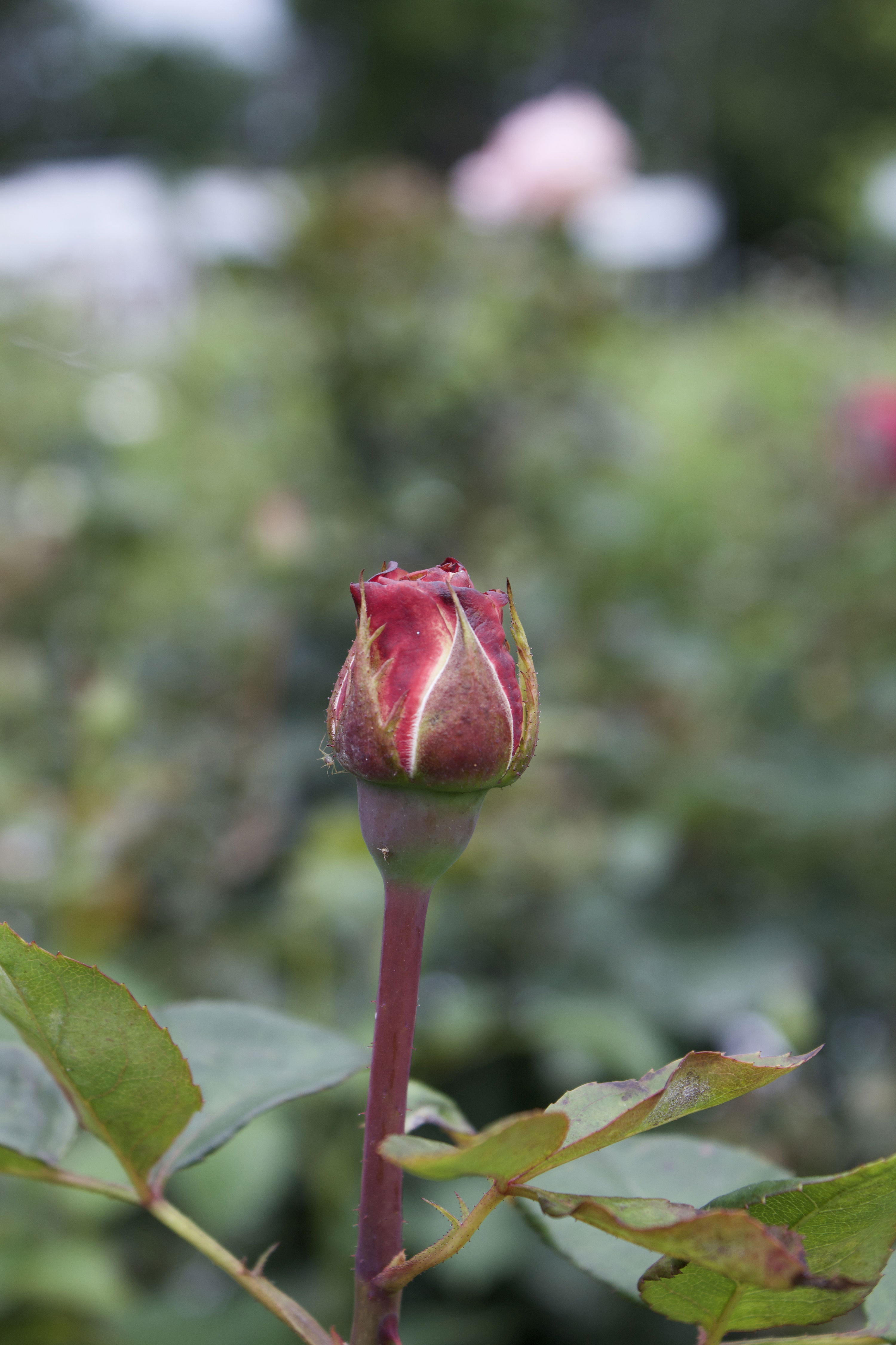Rosa Nostalgi