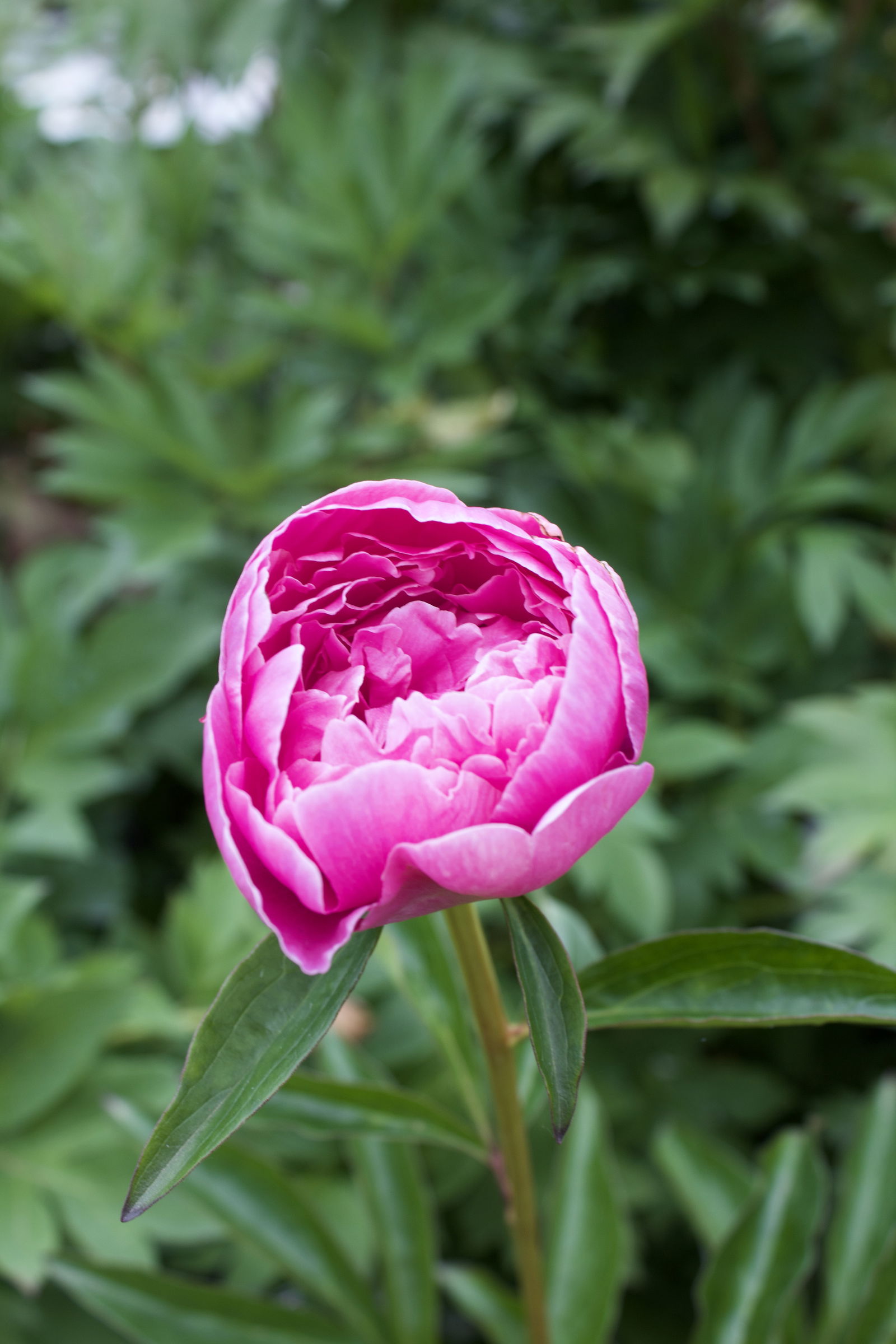 Paeonia lact Catharina Fontijn Paeonia lact Catharina Fontijn