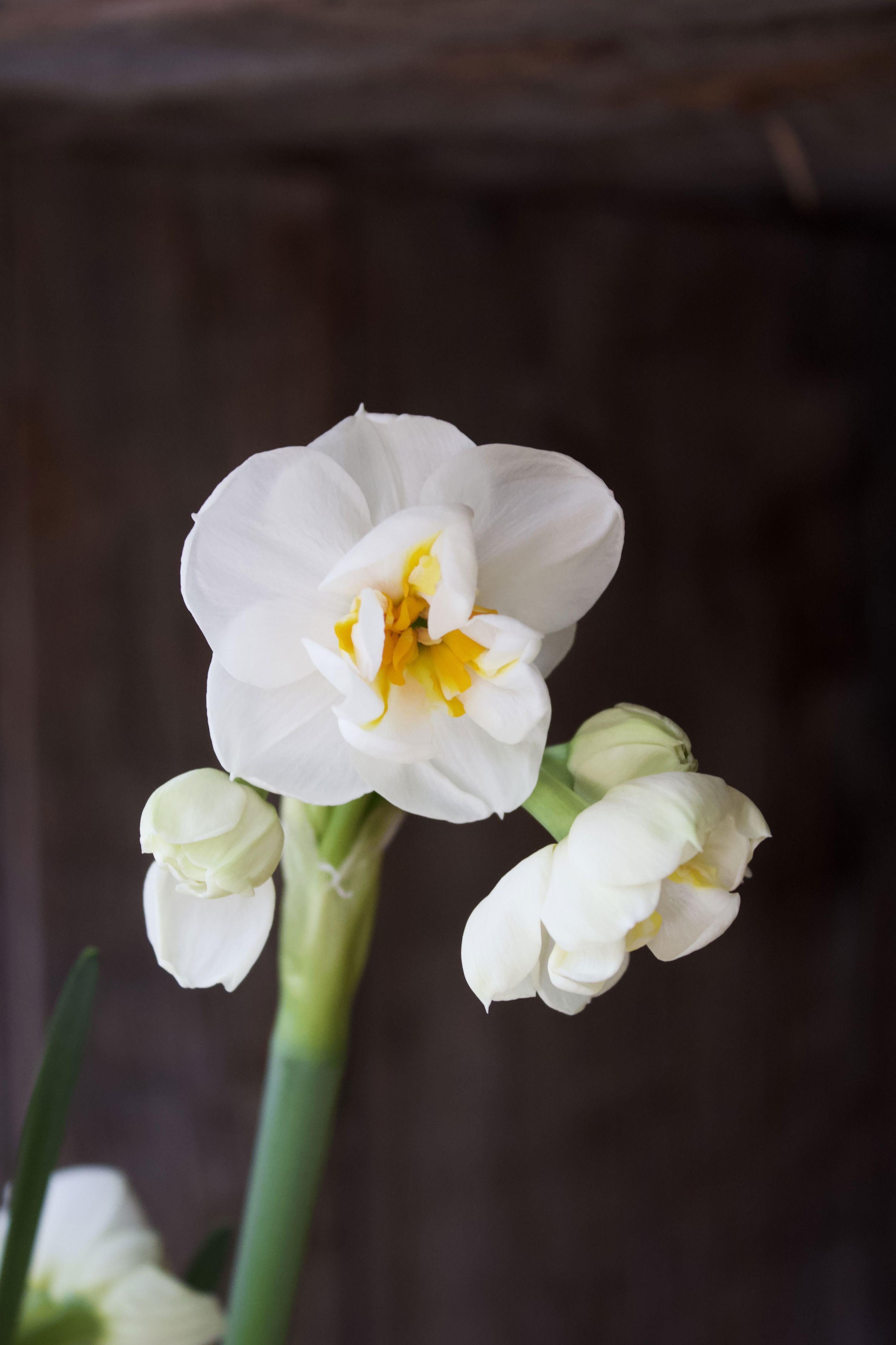 Narcissus Sir Winston Churchill