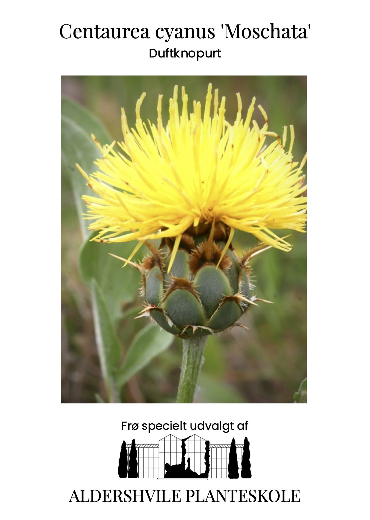 entaurea cyanus Moschata