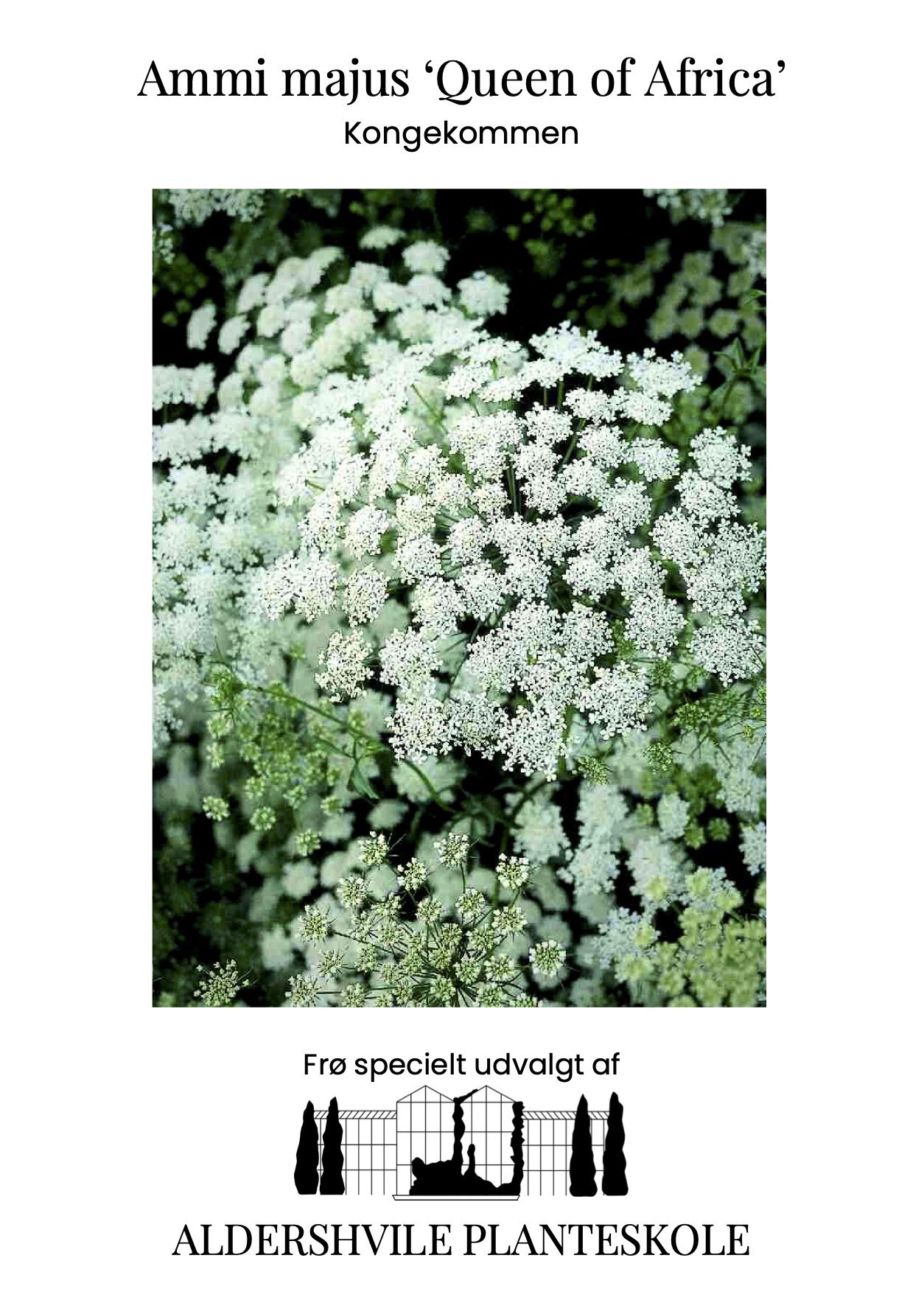 Ammi majus Queen of Africa