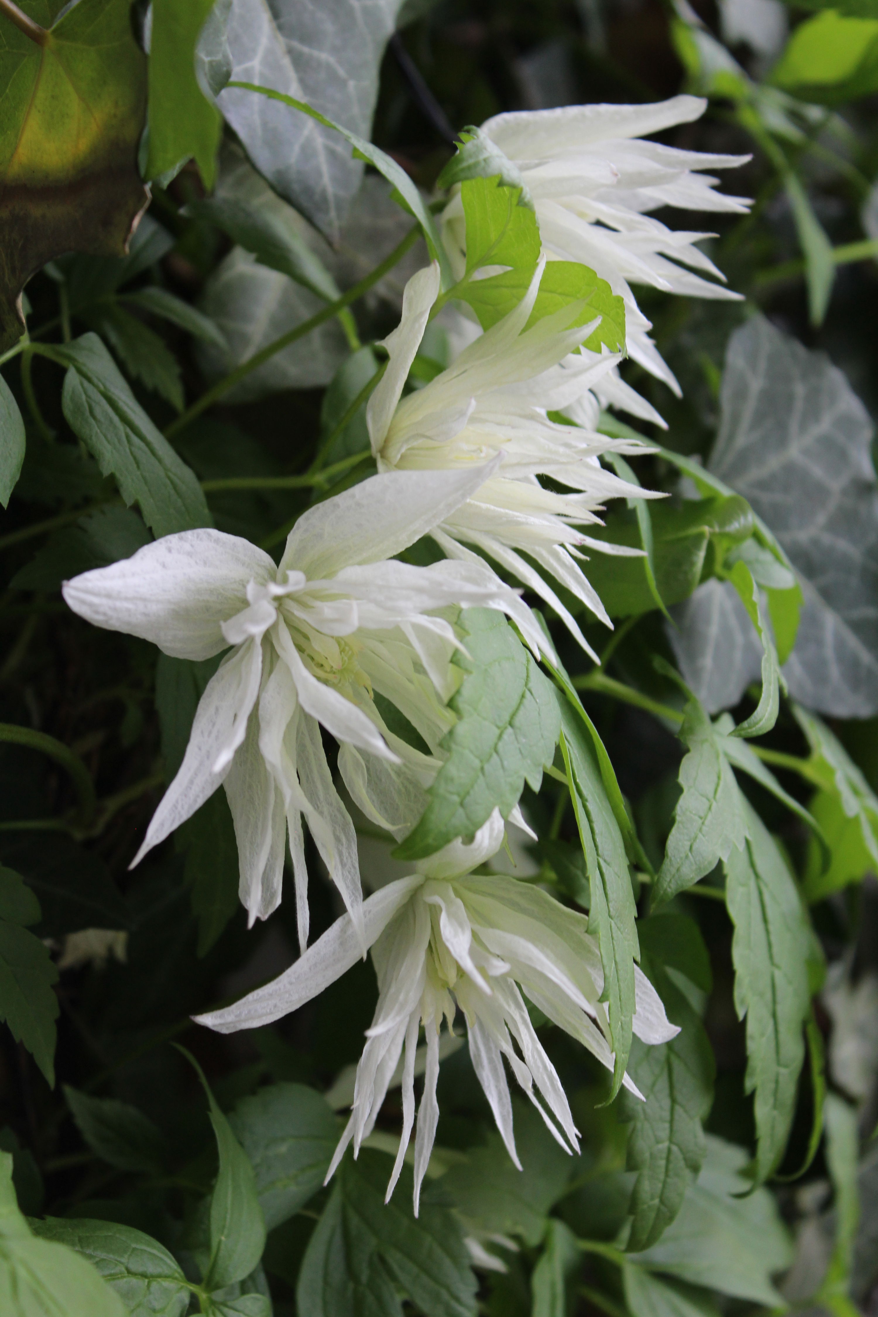 Clematis Albina Plena