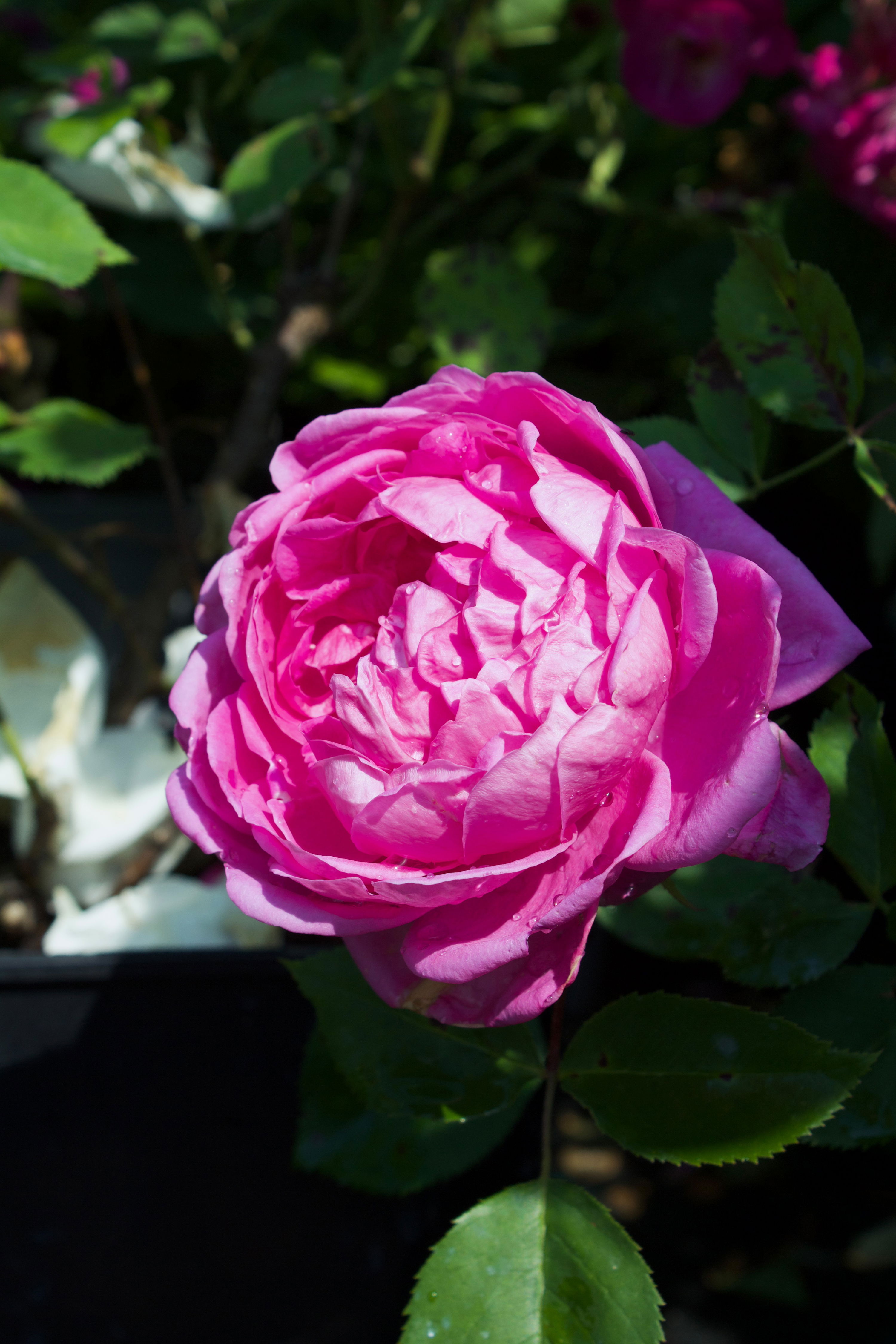 Rosa Magna Charta