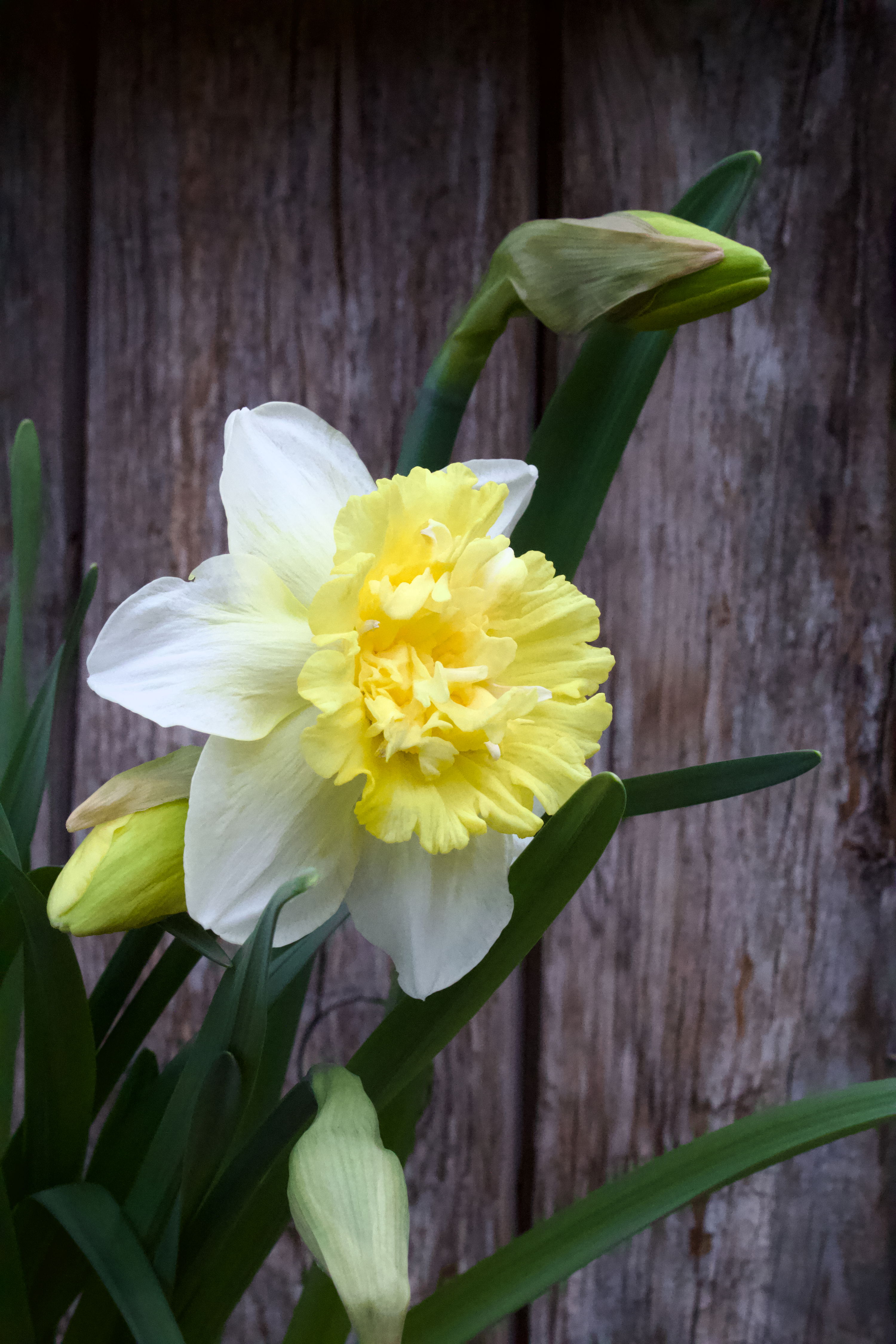 Narcissus Full House