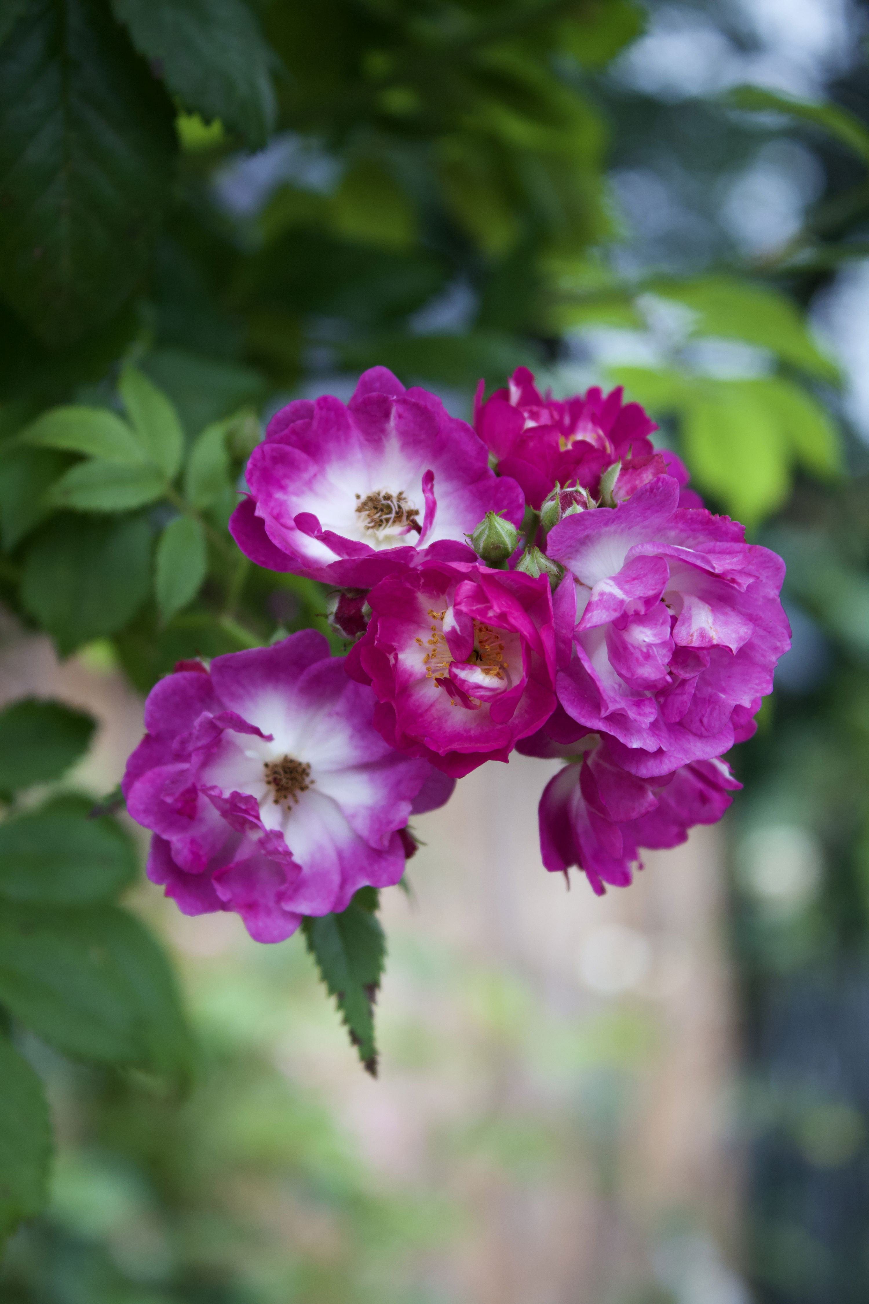 Rosa Perennial Blue