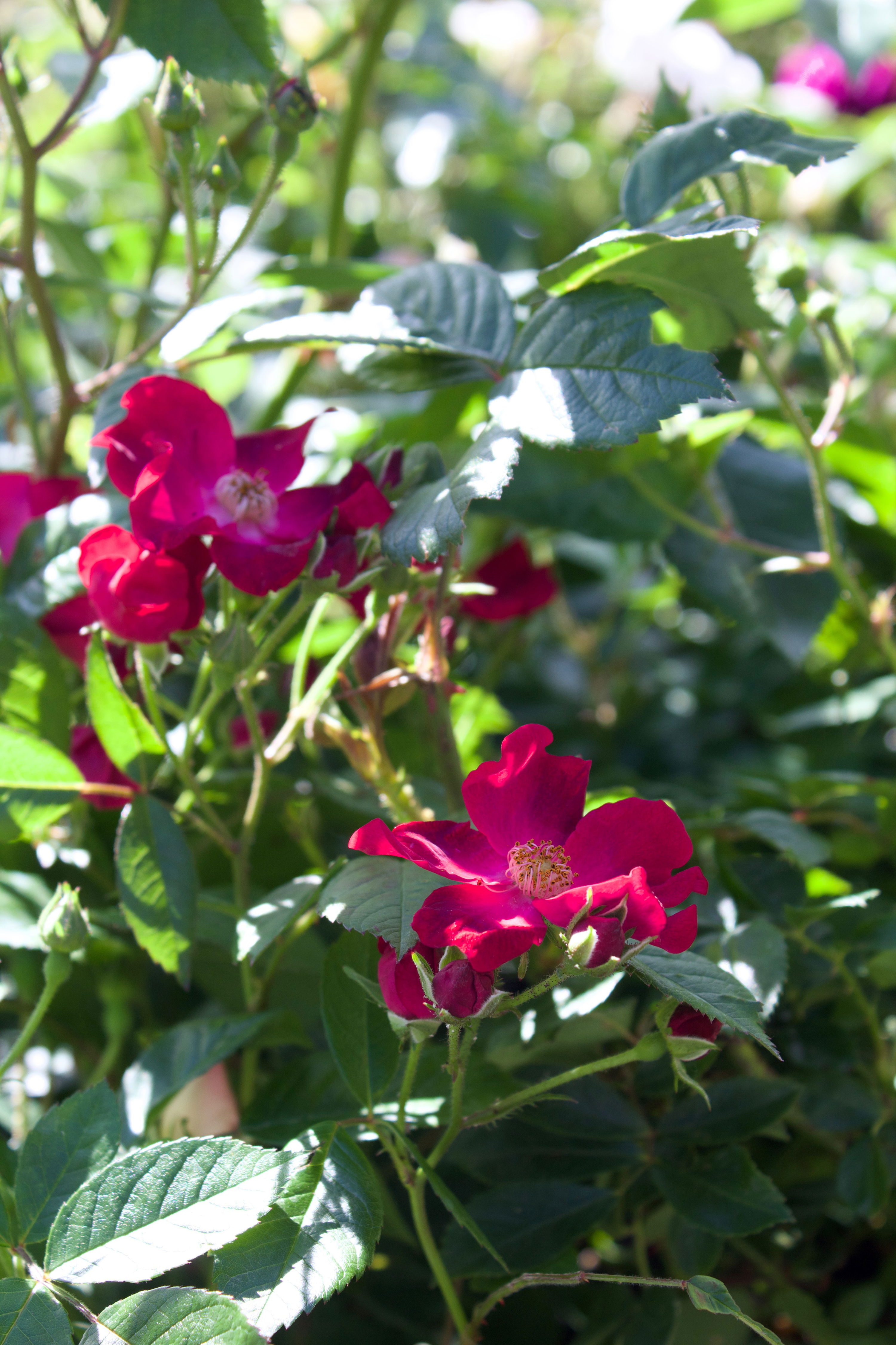 Rosa Poppy Rose