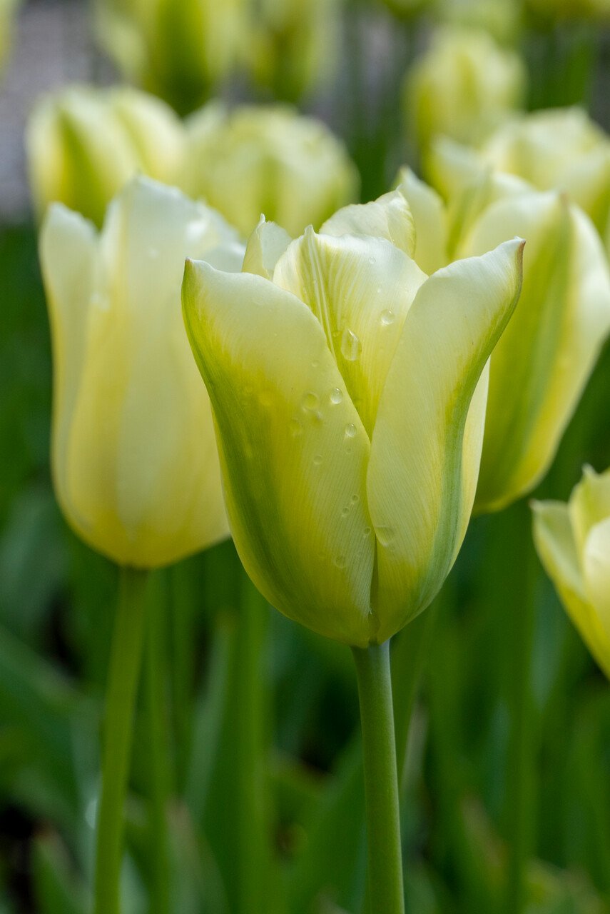 Tulipa Spring Green