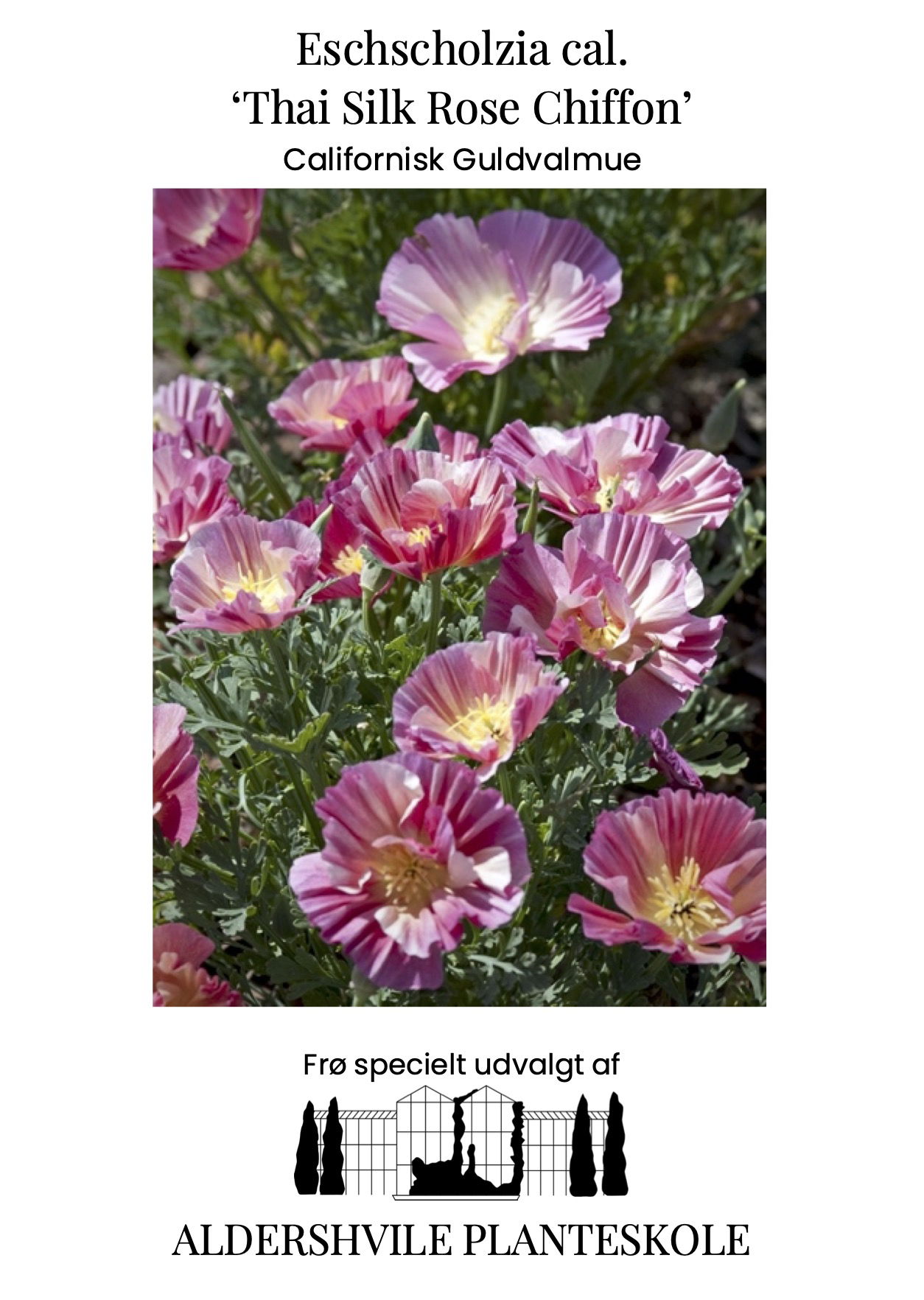 Eschscholzia cal Thai Silk Rose Chiffon