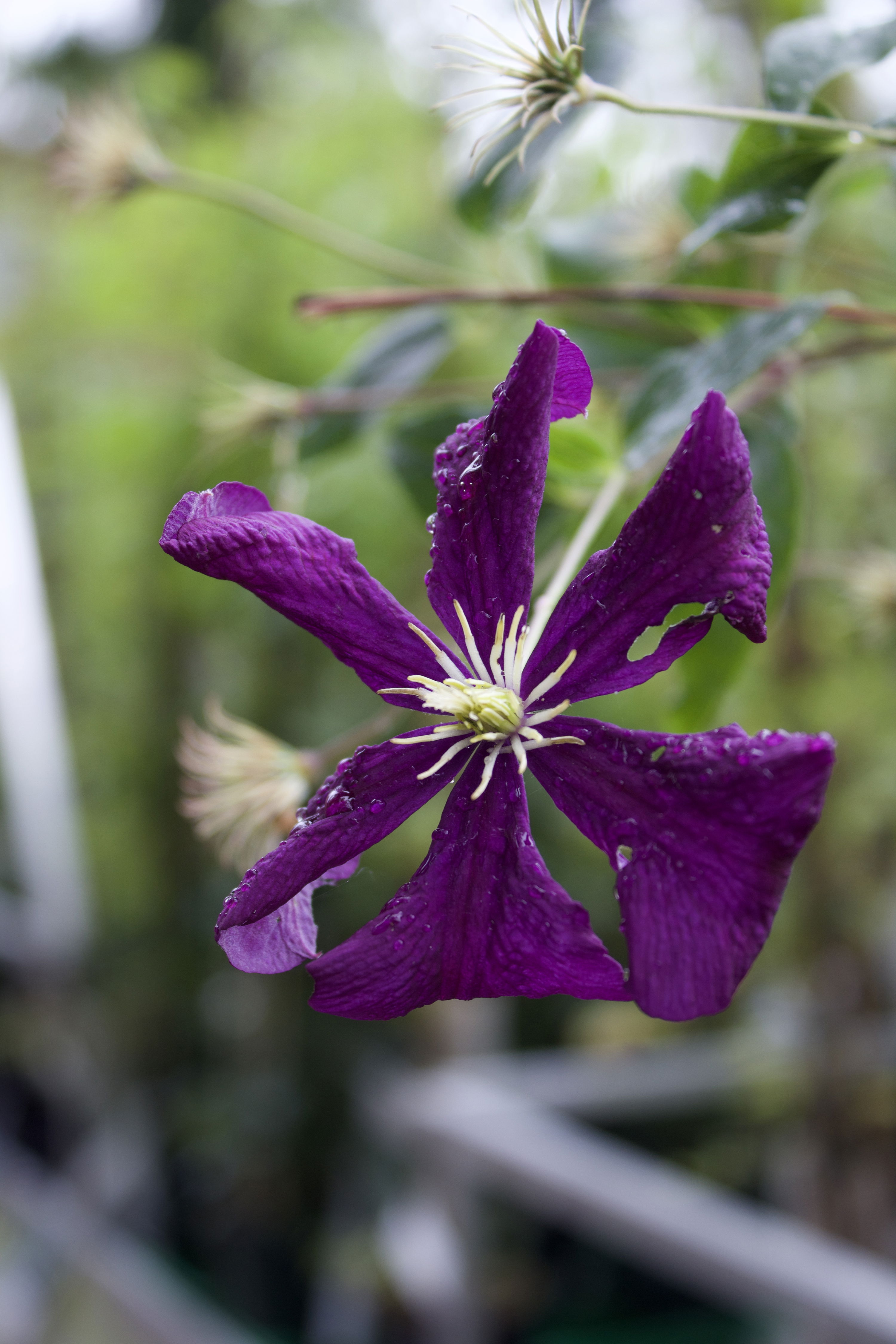 Clematis viticella Etoile Violette
