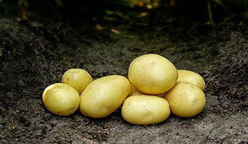 Kartoffel, Mikado - 1,5 kg
