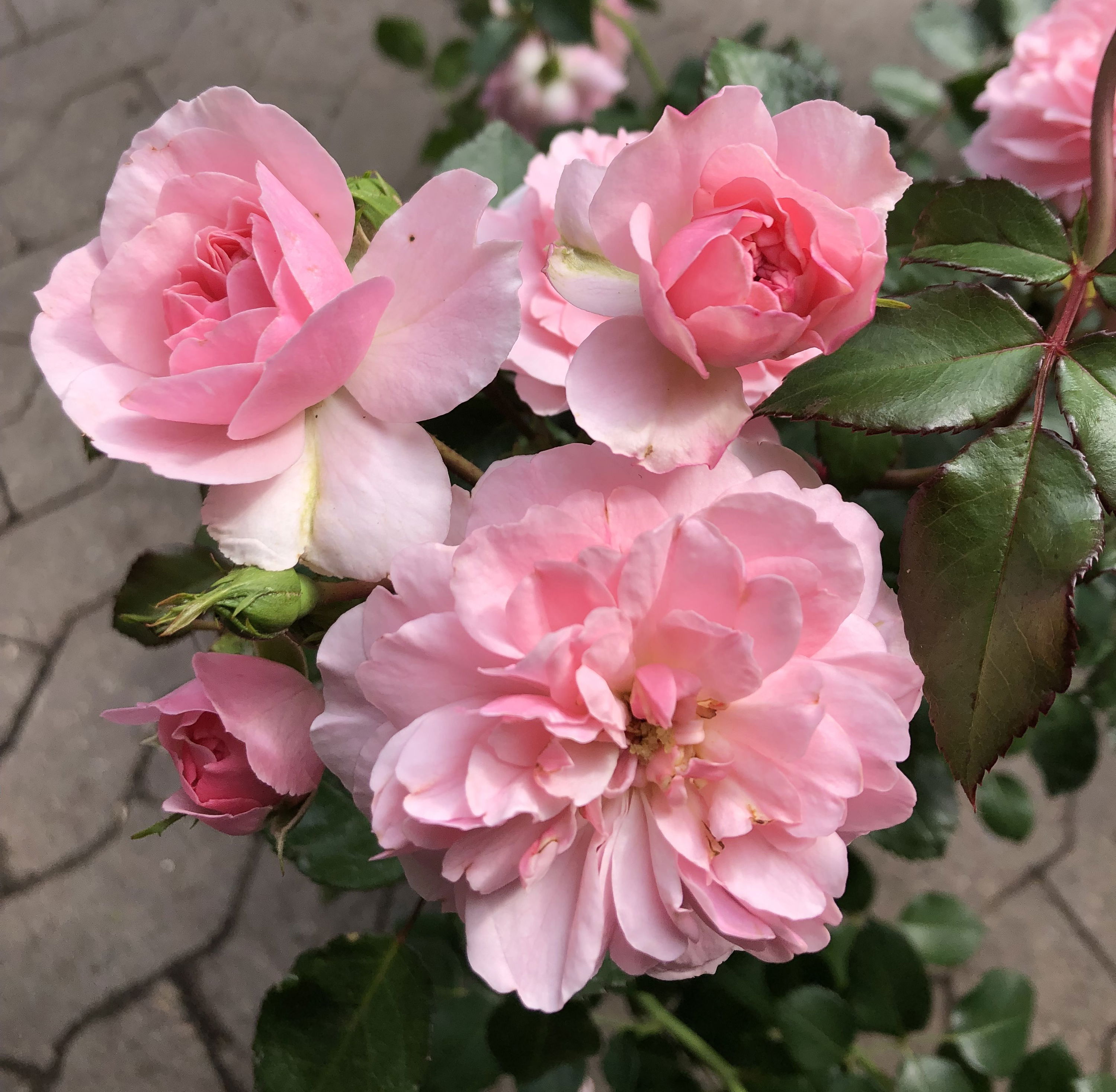 Rosa Bonica