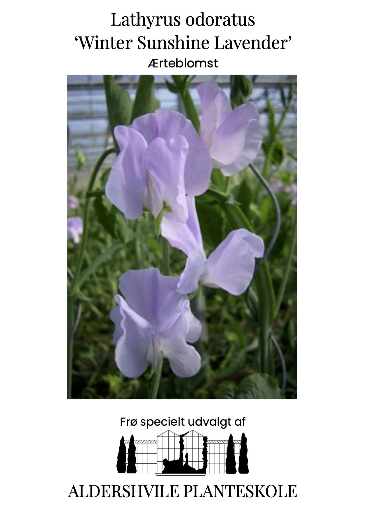 Lathyrus odoratus Winter Sunshine Lavender
