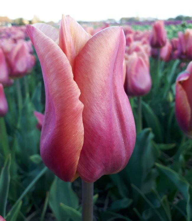 Tulipa 'Amaru'