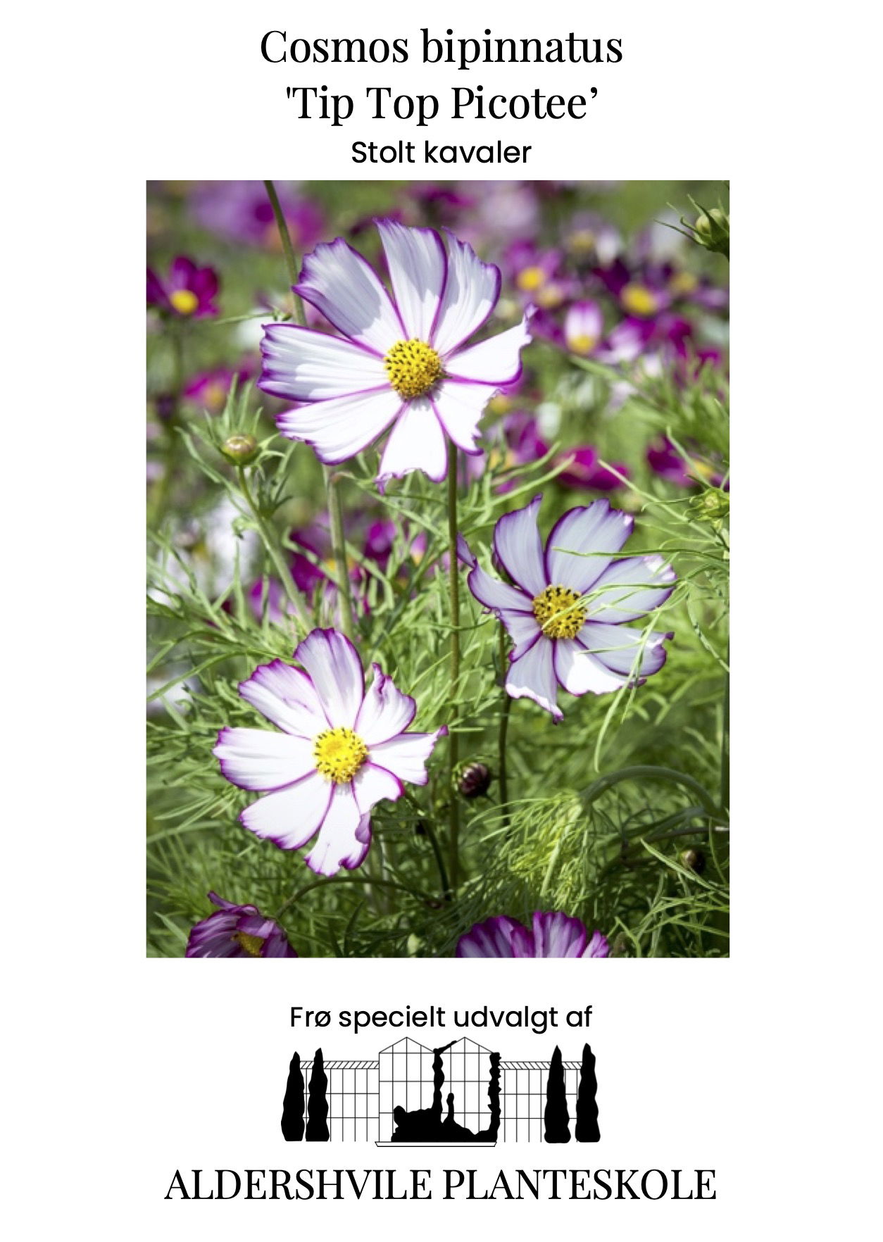Cosmos bipinnatus Tip Tip Picotee