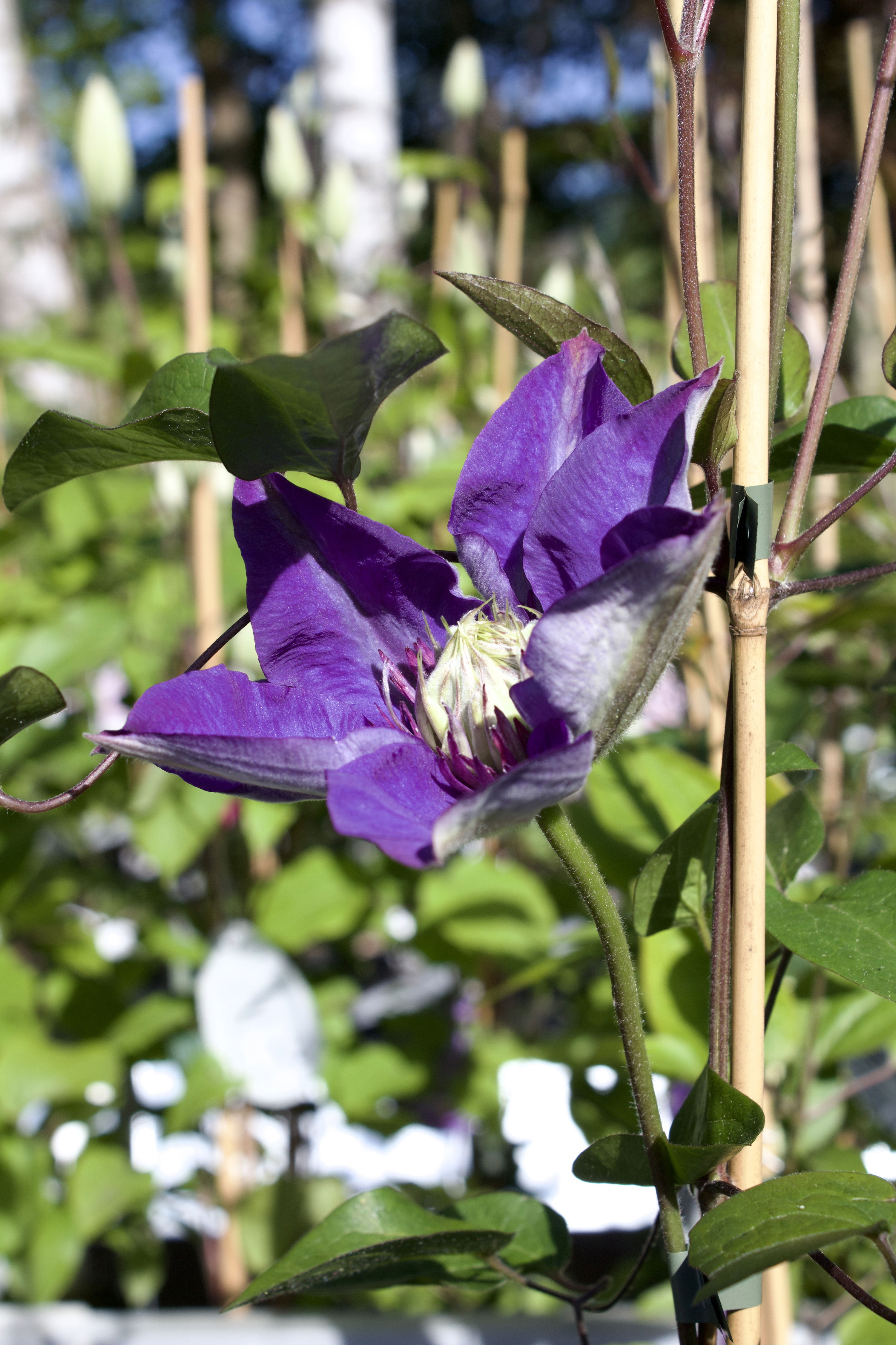 Clematis Multi Blue