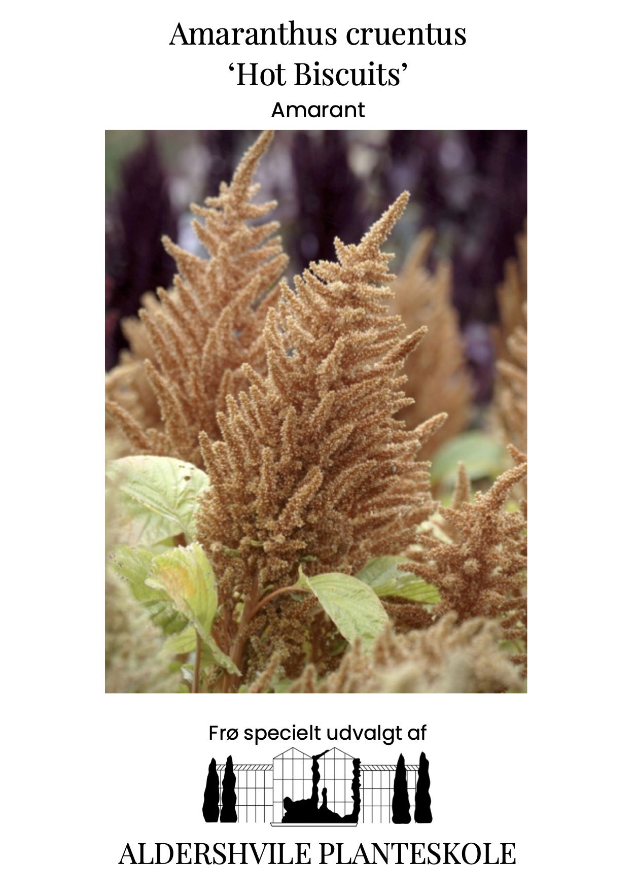 Amaranthus cruentus Hot Biscuits