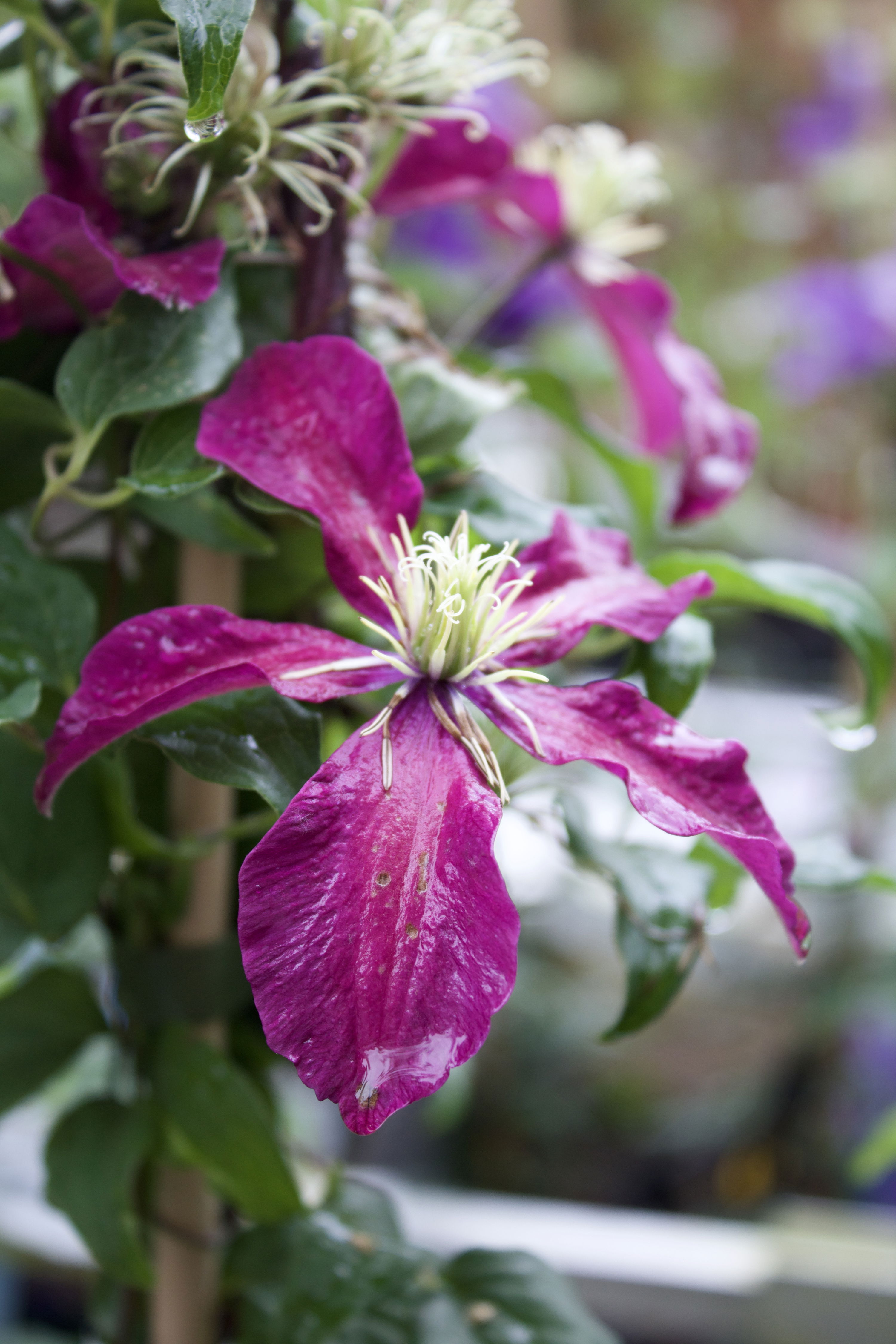 Clematis Niobe
