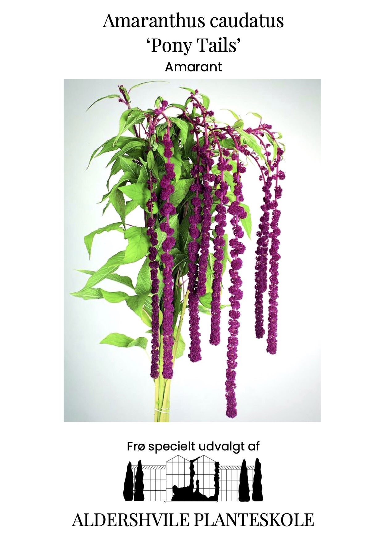 Amaranthus caudatus Pony Tails