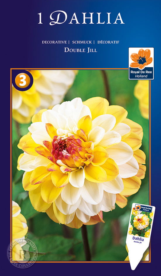 Dahlia Double Jill