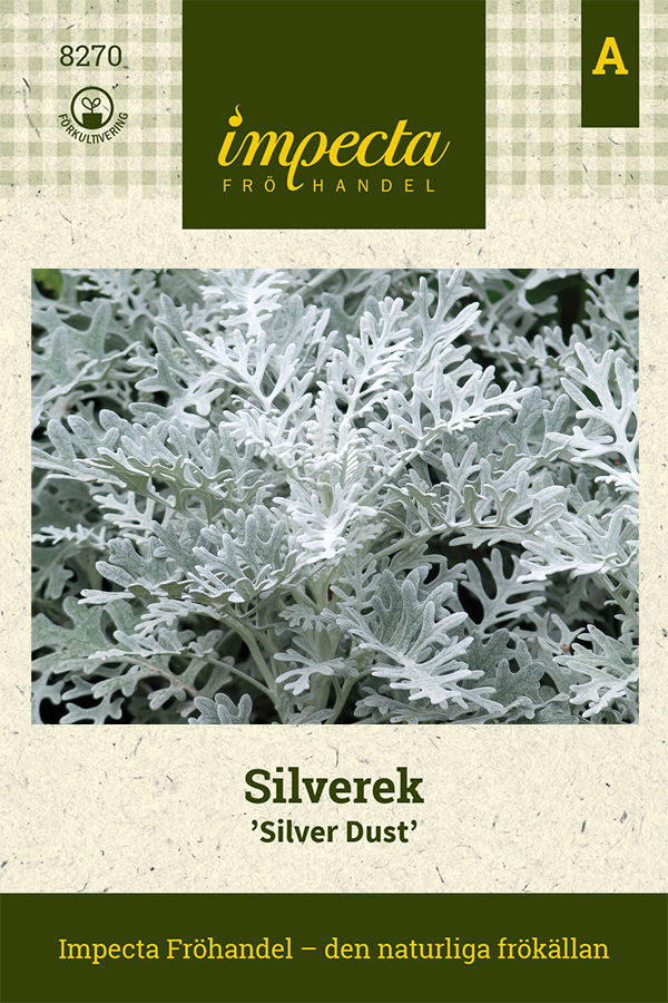 Frø Gråblad Silver Dust