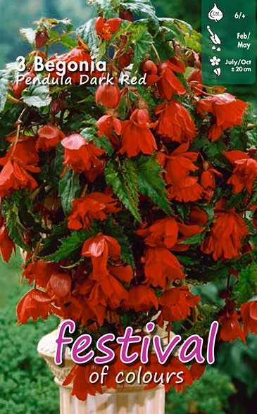  Begonia Dark Red Pendula