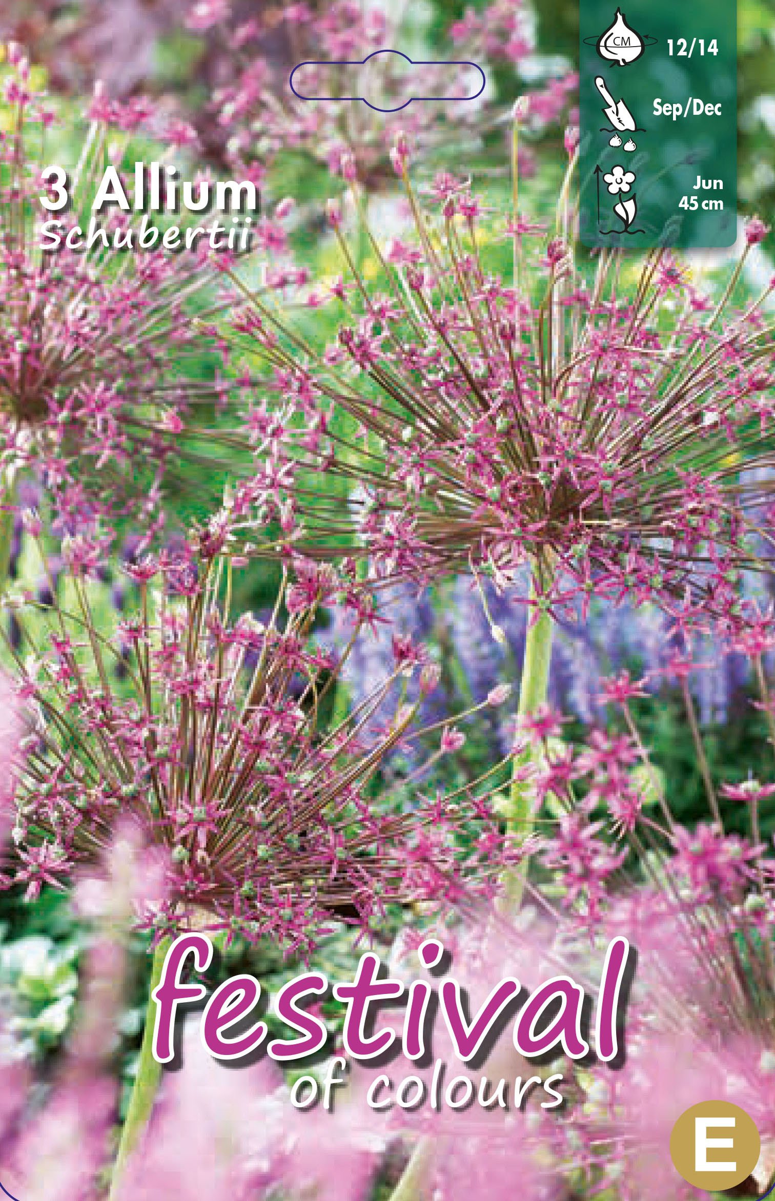 Allium Schubertii 3 stk