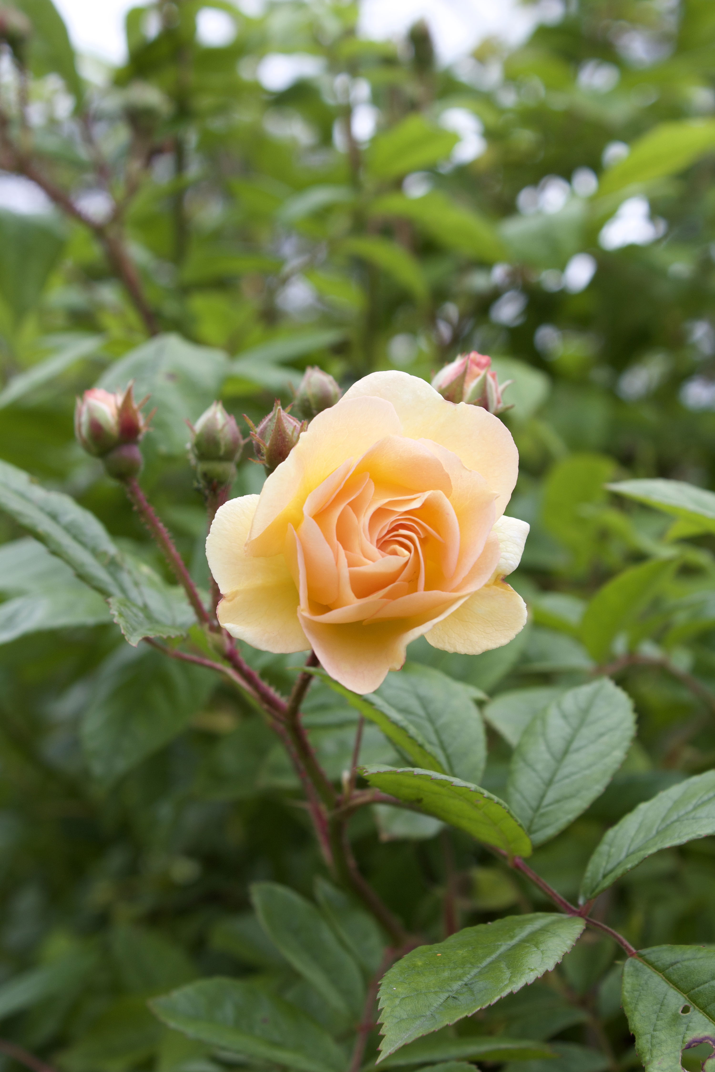 Rosa Ghislaine de Feligonde