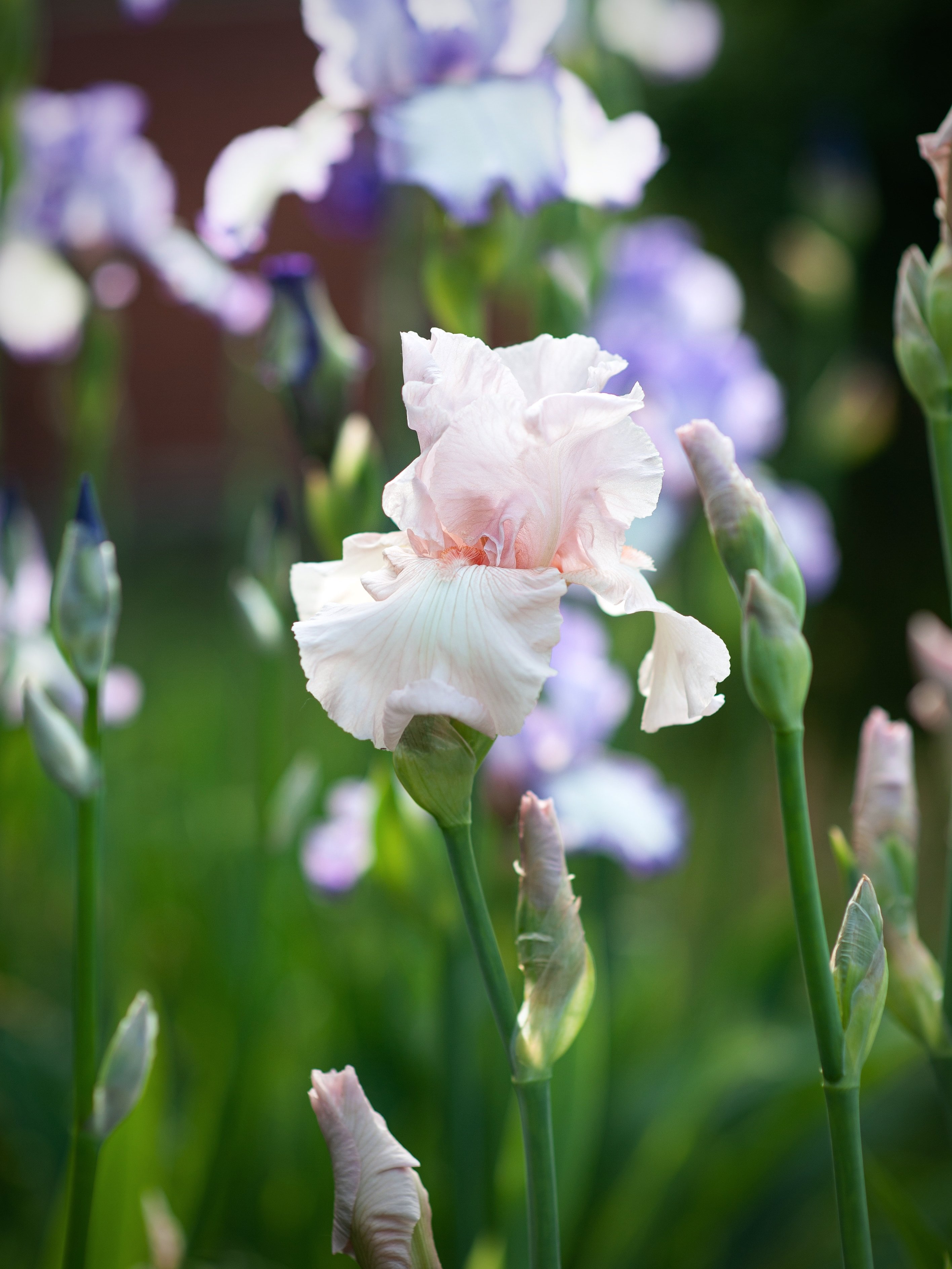 Iris garmanica pink - Unsplash