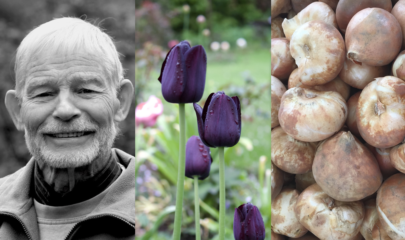 FOREDRAG - Få en blomstrende forårshave med blomsterløg FOREDRAG - Få en blomstrende forårshave med blomsterløg