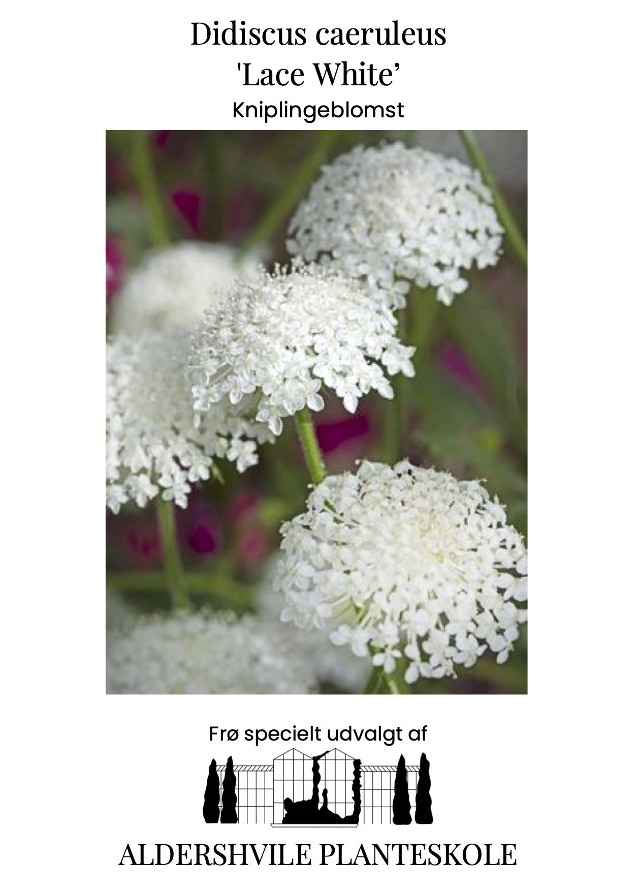 Didiscus caeruleus Lace White
