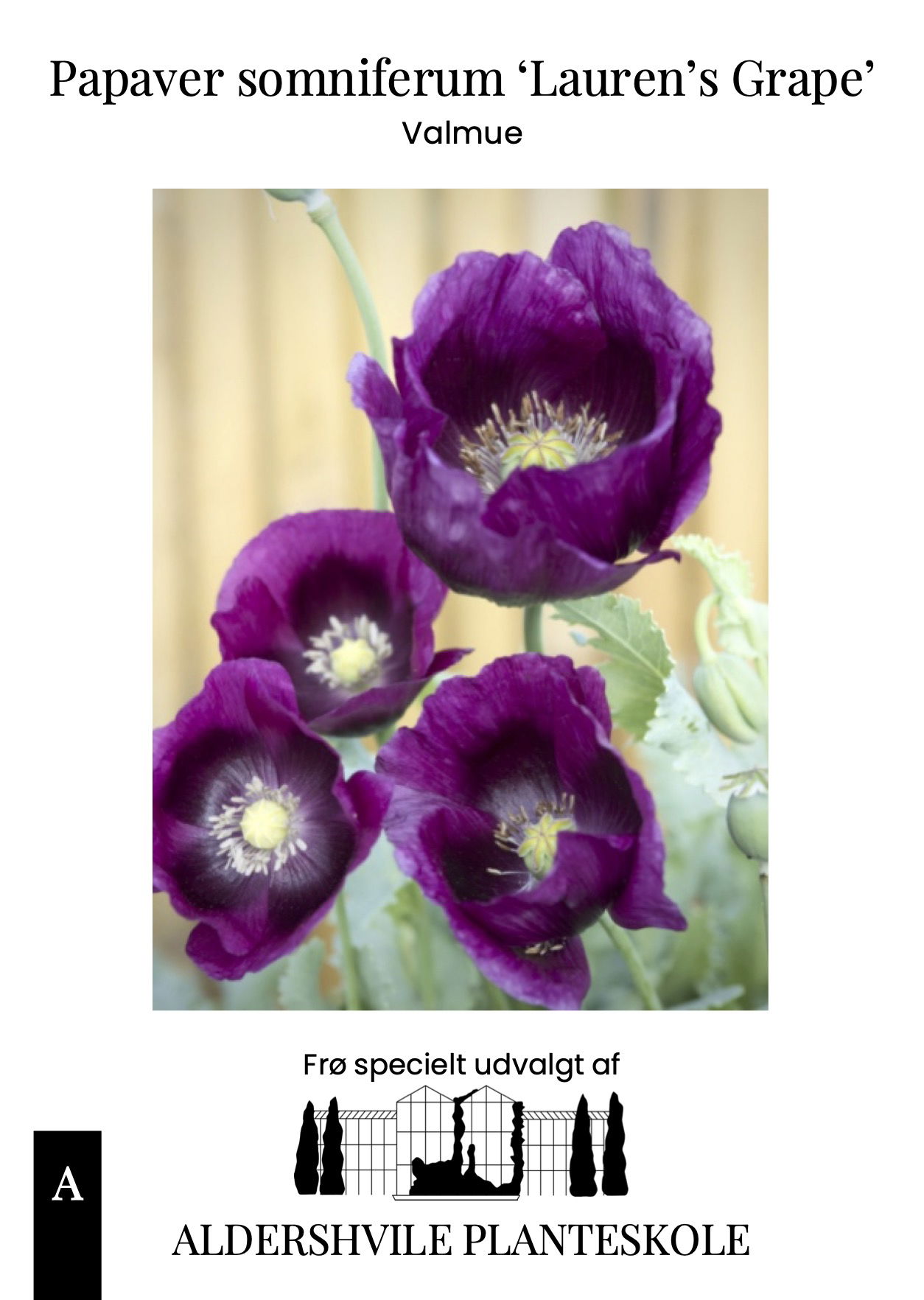 Papaver somniferum Laurens Grape