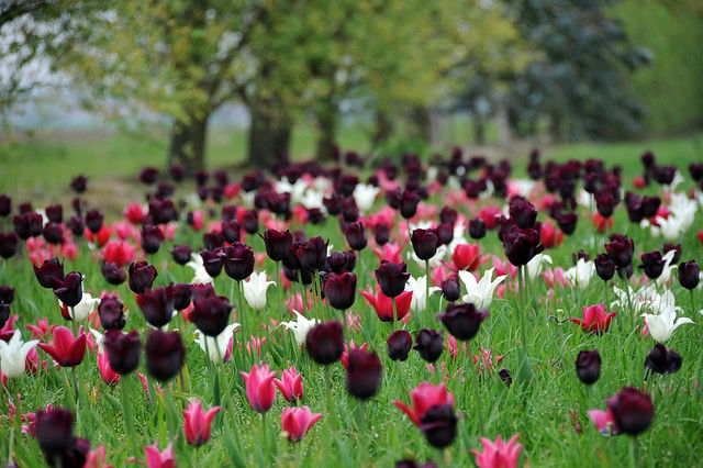miljø enkle sene tulipaner quenn of night miljø enkle sene tulipaner quenn of night