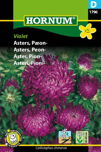 Asters, Pæon-, Violet (D)