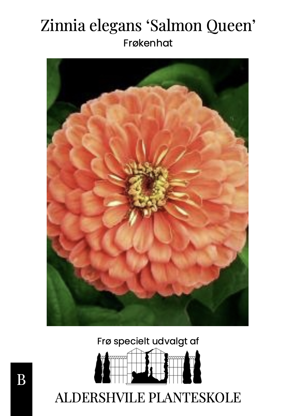 Zinnia elegans Salmon Queen - Muller