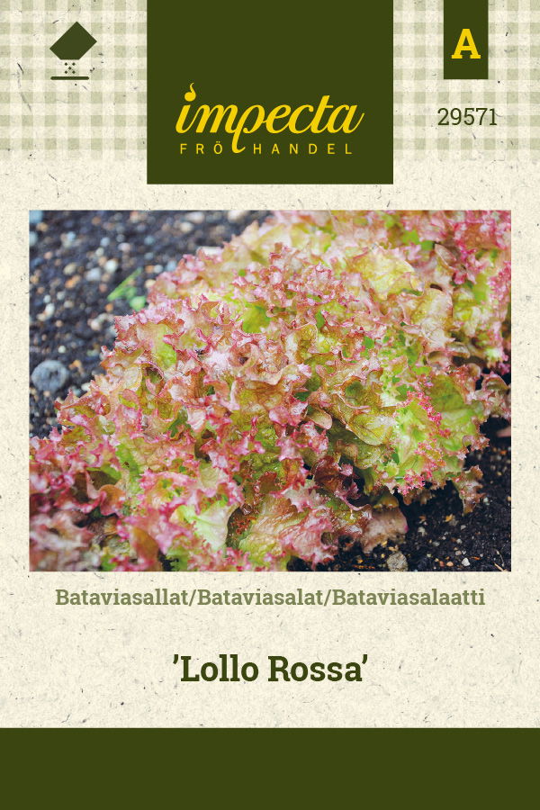 Frø Bataviasalat Lollo Rossa