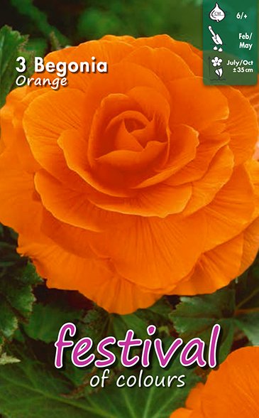  Begonia Orange Double