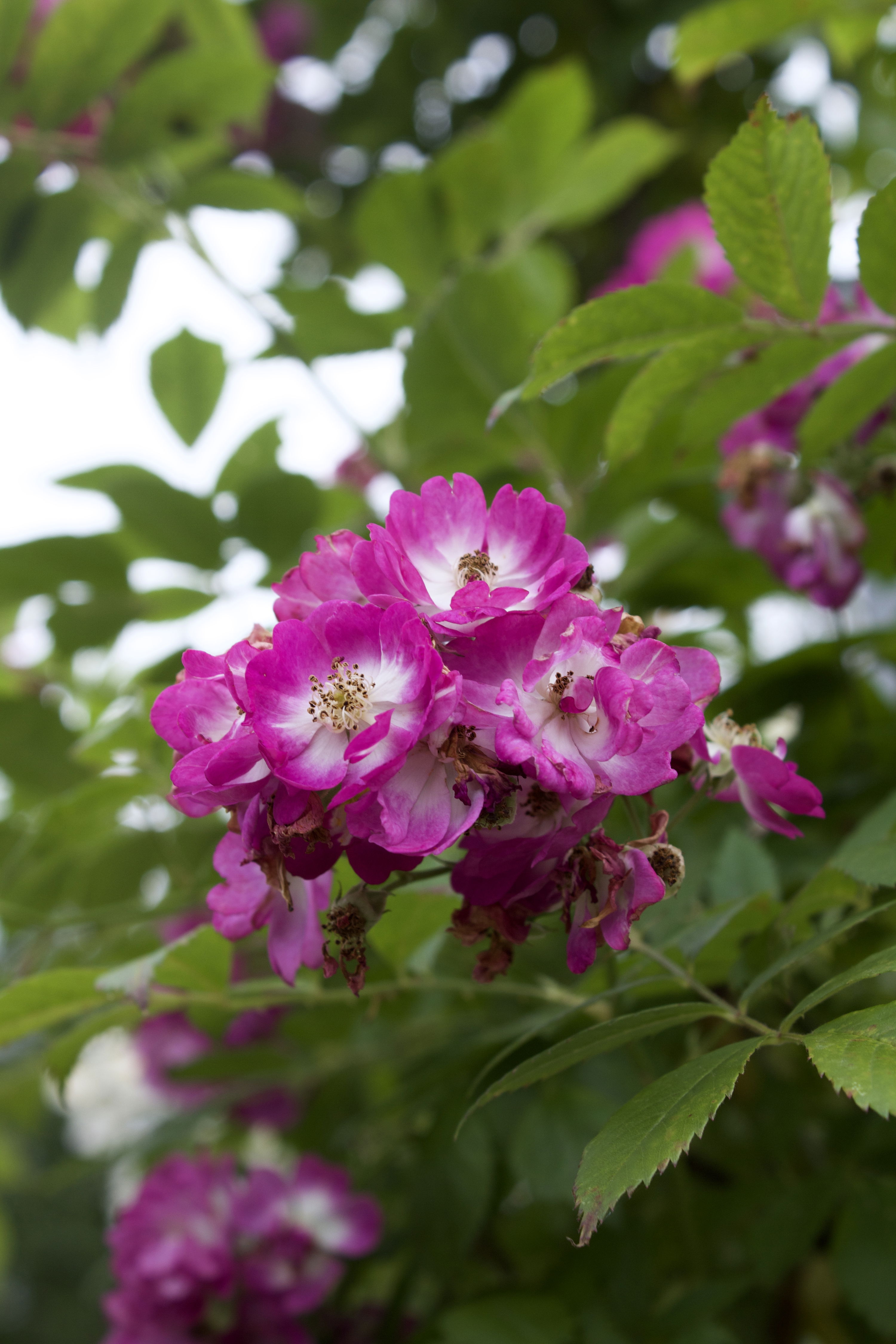 Rosa Perennial Blue