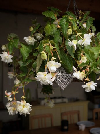 Begonia pendula - Ibulb