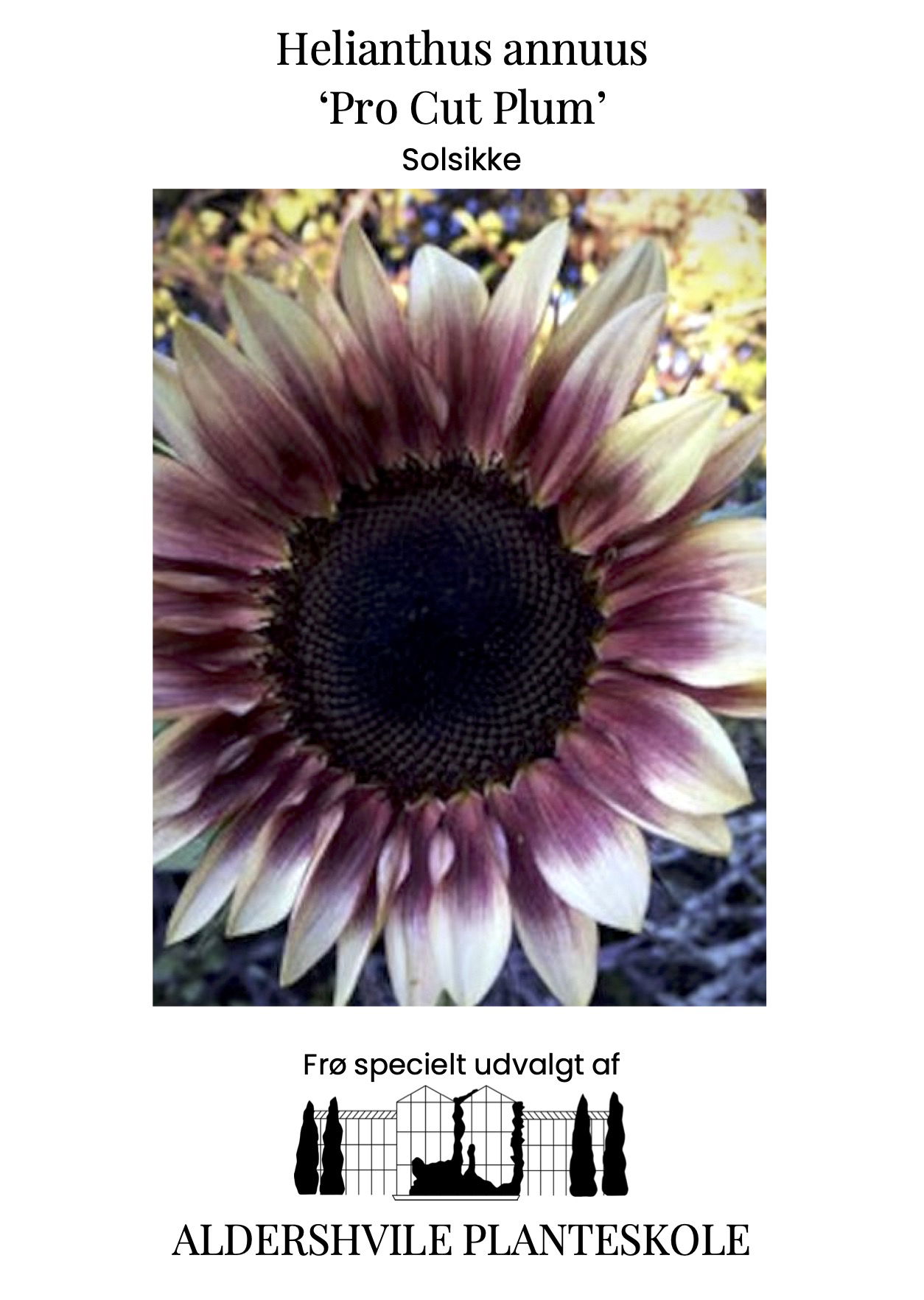 Helianthus annuus Pro Cut Plum
