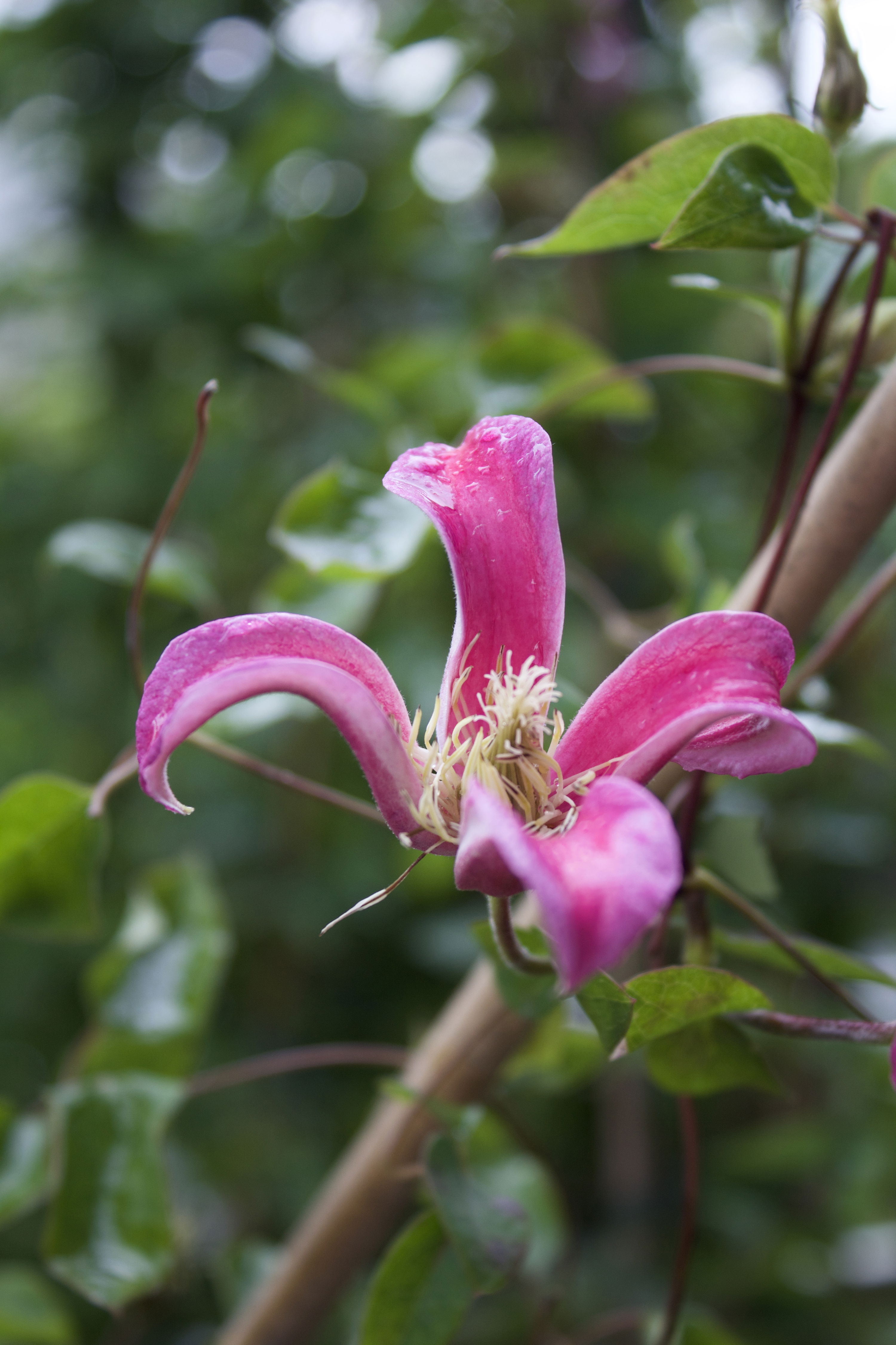 Clematis texensis Princess Diana