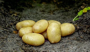 Kartoffel, Tinca, Øko - 1,5 kg