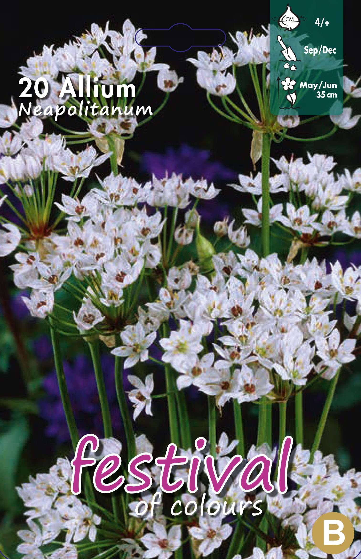 Allium Neapolitanum 20 stk