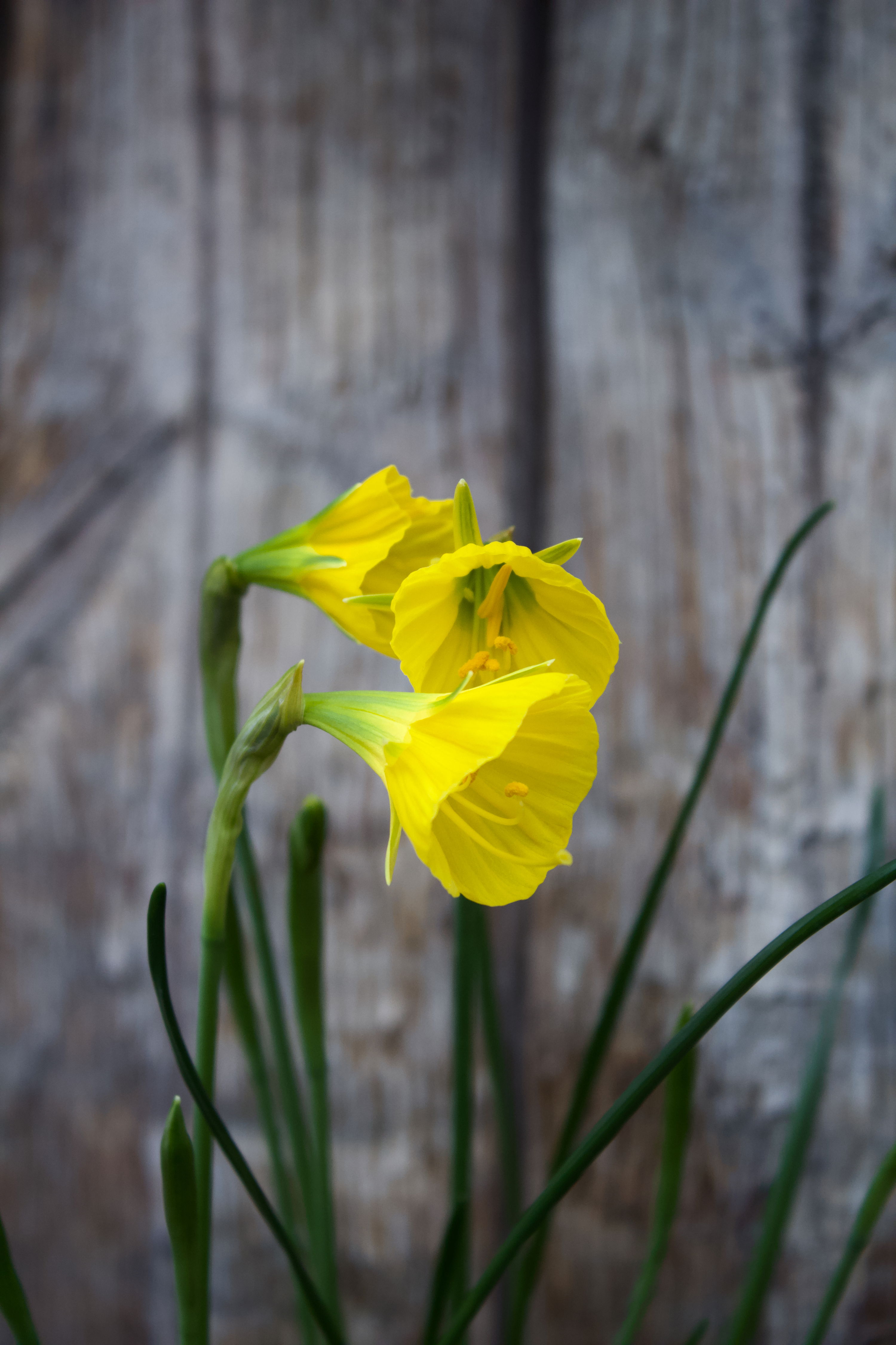 Narcissus Bulbocodium Oxford Gold