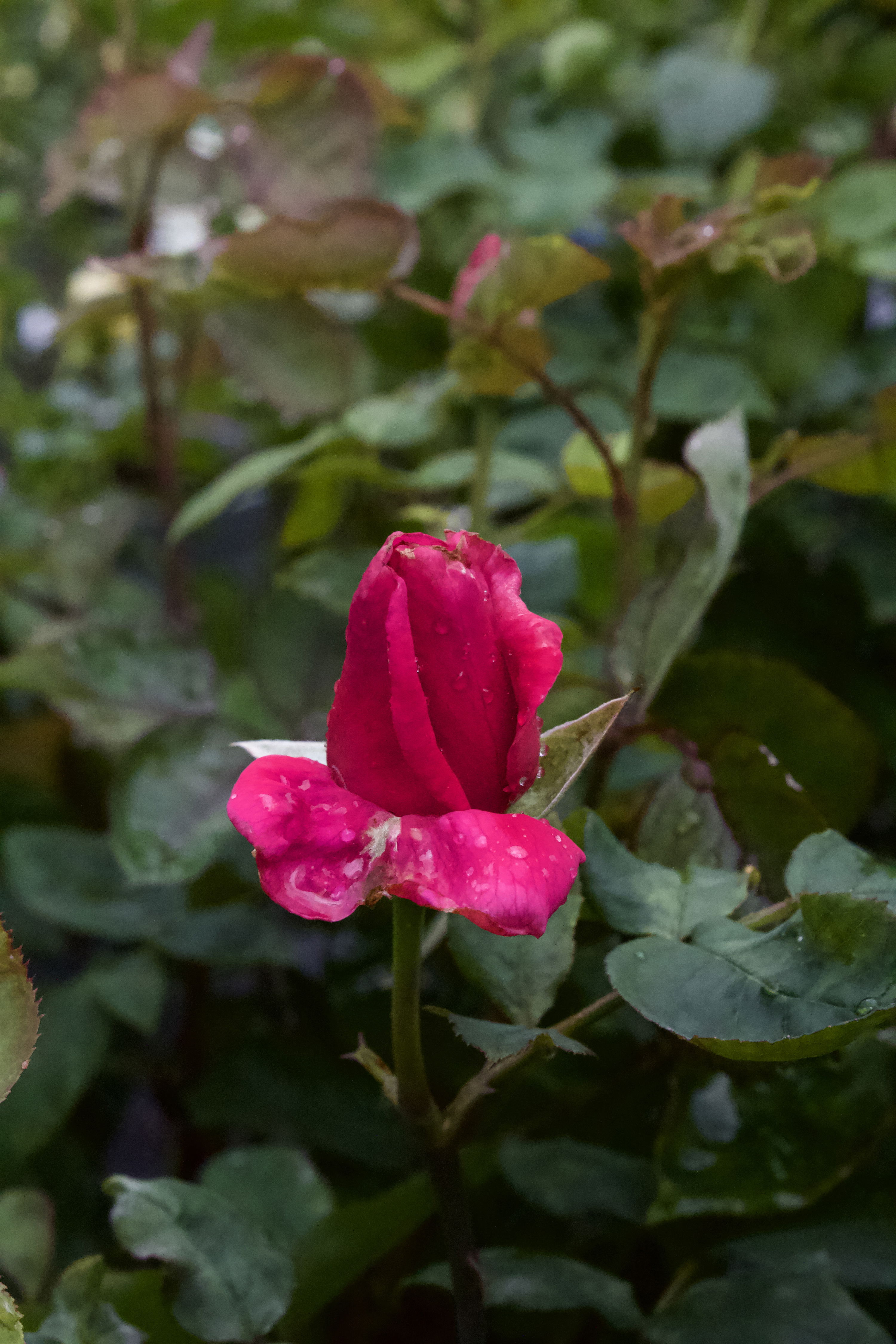 Rosa Nadia Renaissance