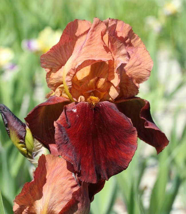 Iris germanica 'Natchez Trace'