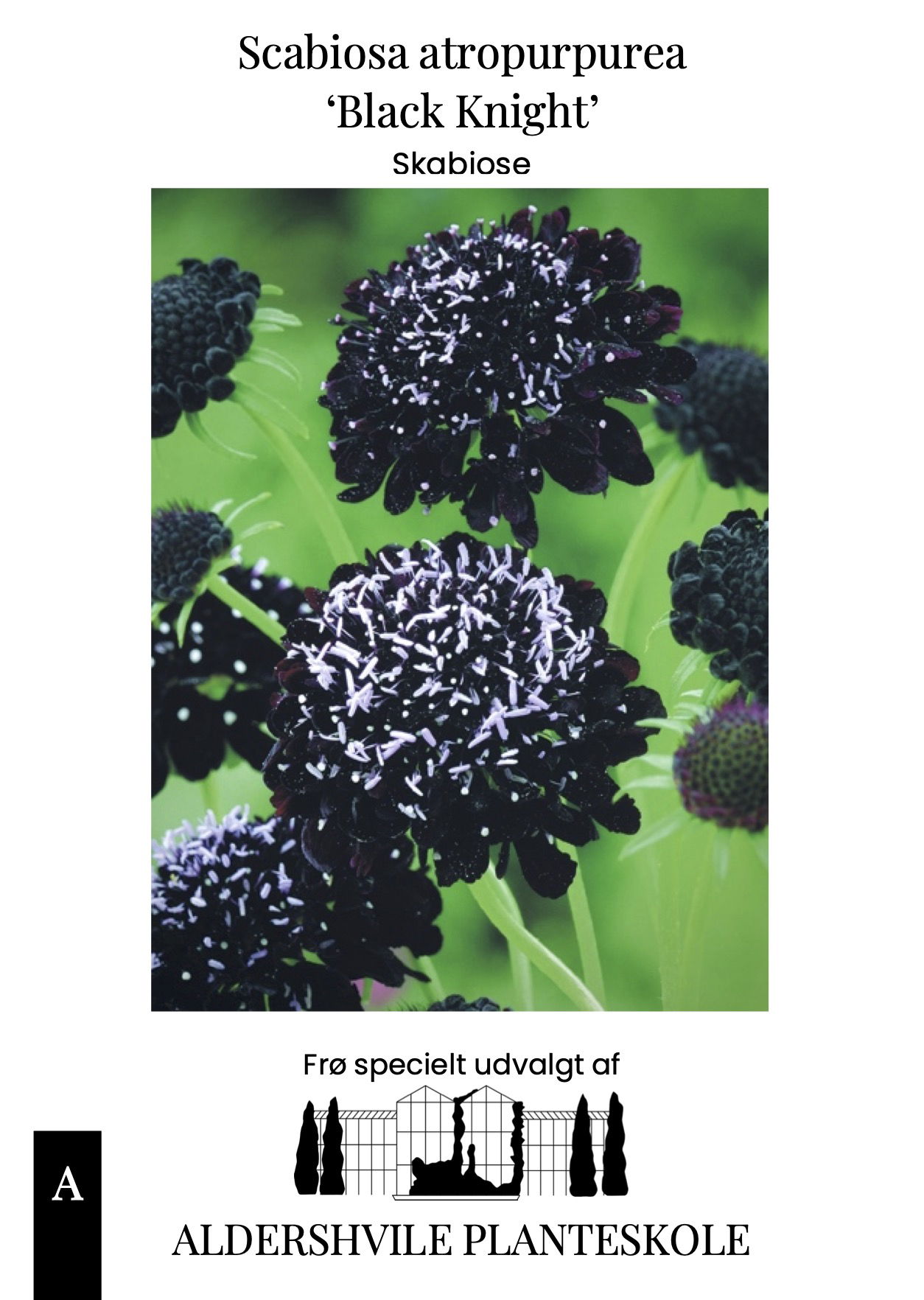 Scabiosa atropurpurea Black Knight